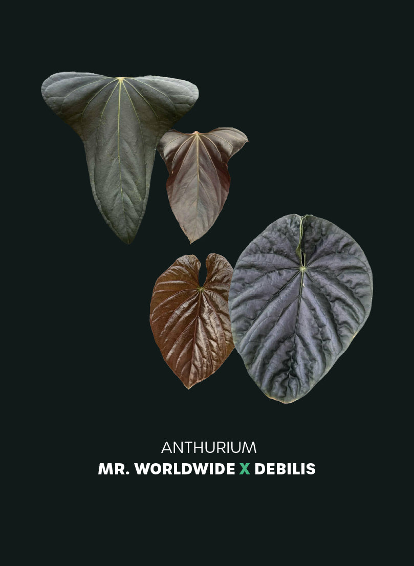 Anthurium Mr. Worldwide x Debilis