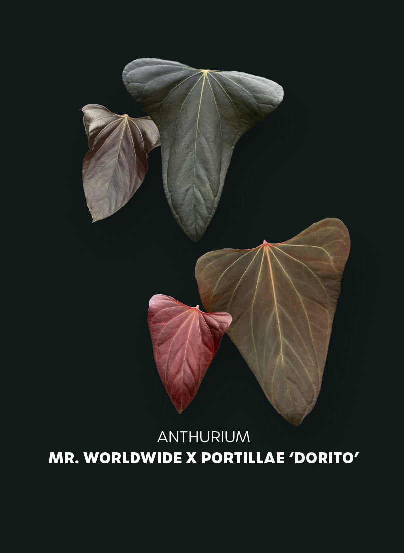 Anthurium Mr. Worldwide x Portillae ‘Dorito’ - Pre-order