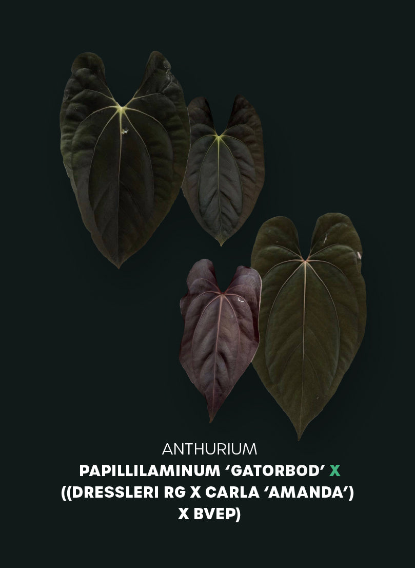 Anthurium Papillilaminum ‘Gatorbod’ x ((Dressleri RG x Carlablackiae ‘Amanda’) x BVEP) - Pre-order