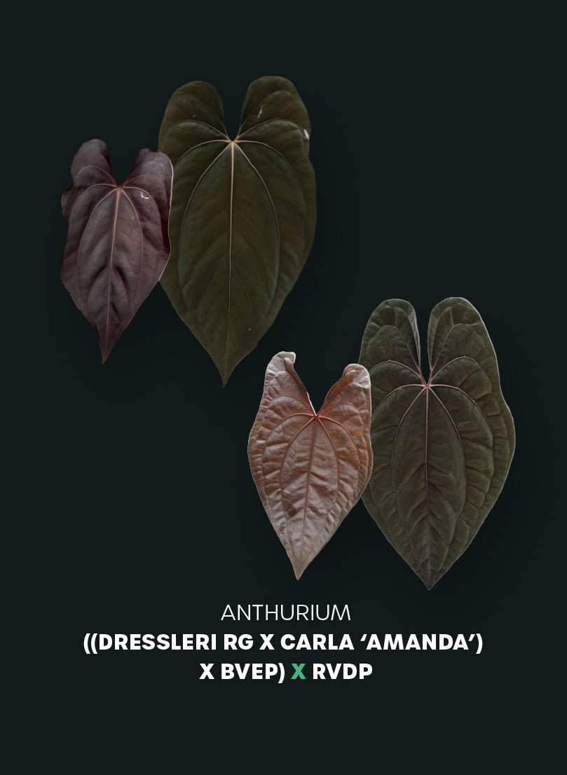 Anthurium (Dressleri RG x Carlablackiae ‘Amanda’) x RVDP - Pre-order