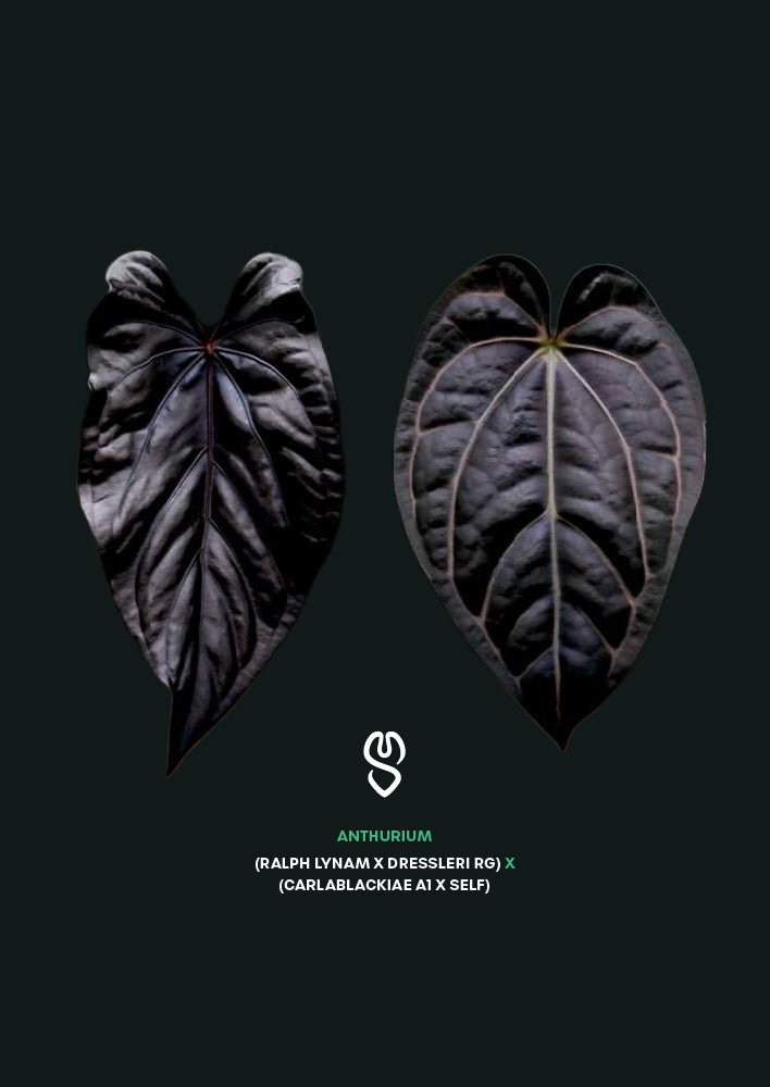 Anthurium (Ralph Lynam x Dressleri RG) x (Carlablackiae A1 x self)