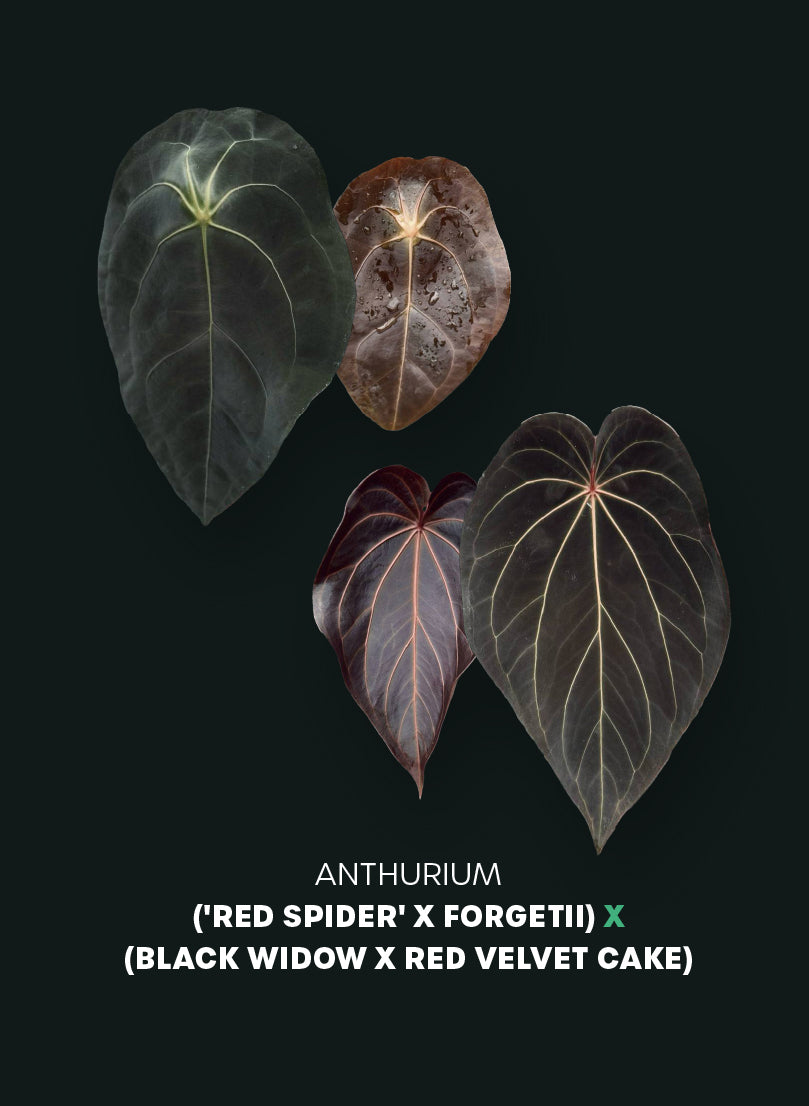 Anthurium ('Red Spider' x Forgetii) x (Black Widow x Red Velvet Cake)