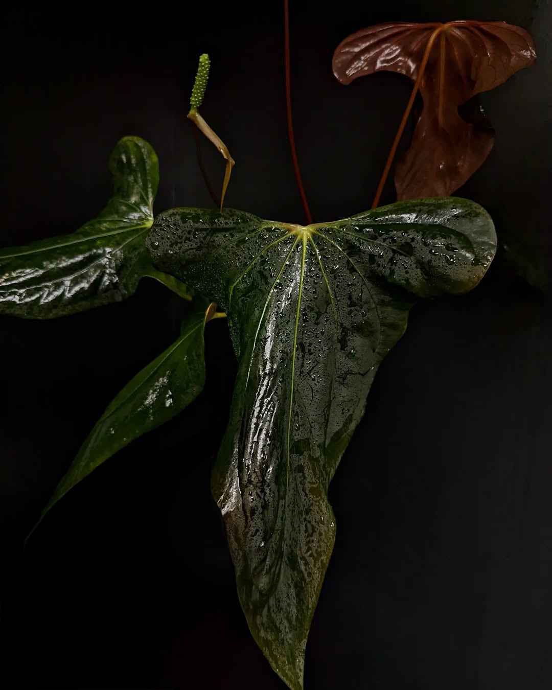 Anthurium sp. Nov DF x Antolakii (BVEP) RA1