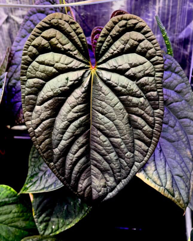 Anthurium (BVEP x Luxurians) x Carlablackiae ('Round' x GPH-001)