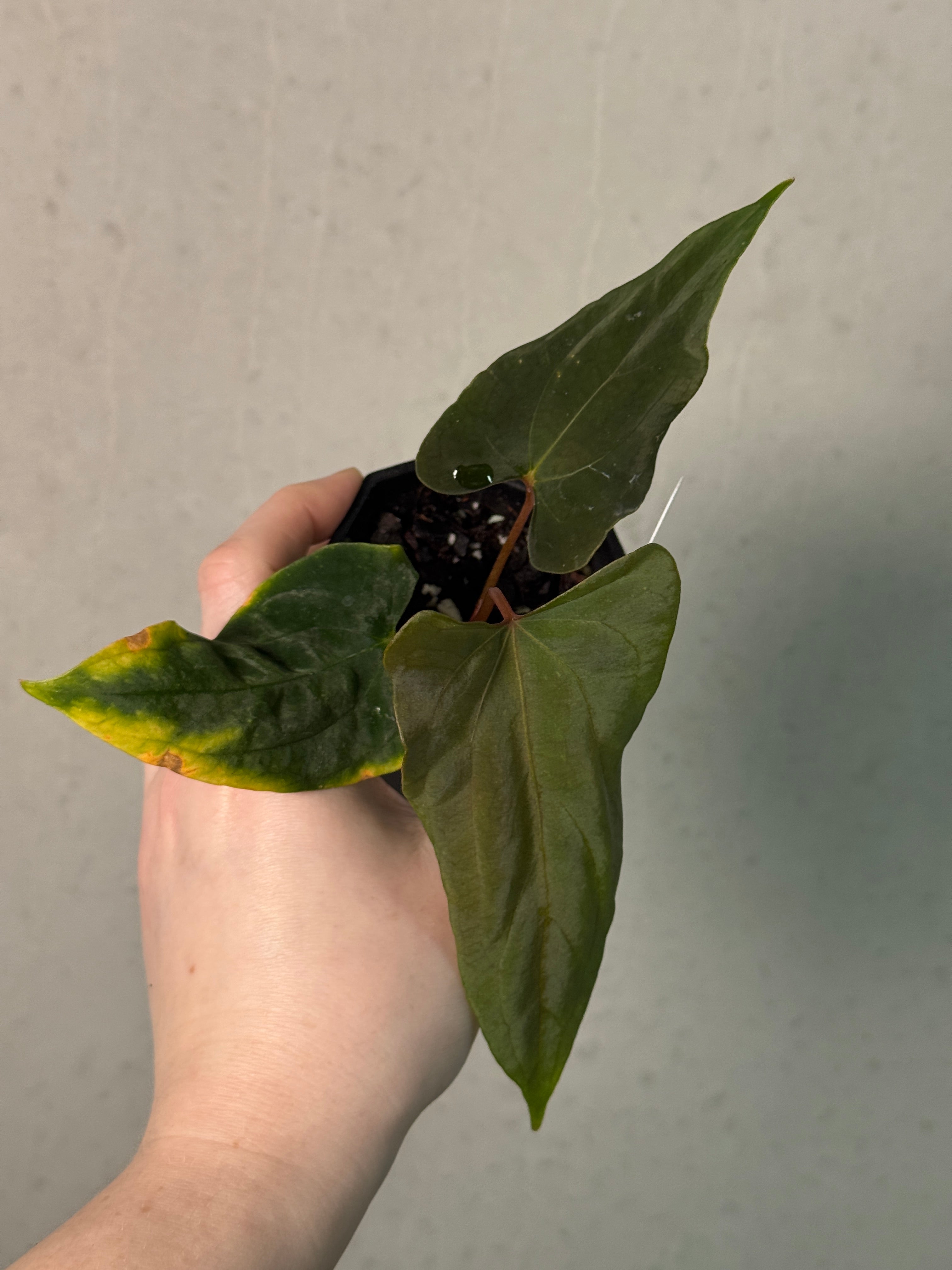 Anthurium RLxFS F2 - Clone - SMUKHI