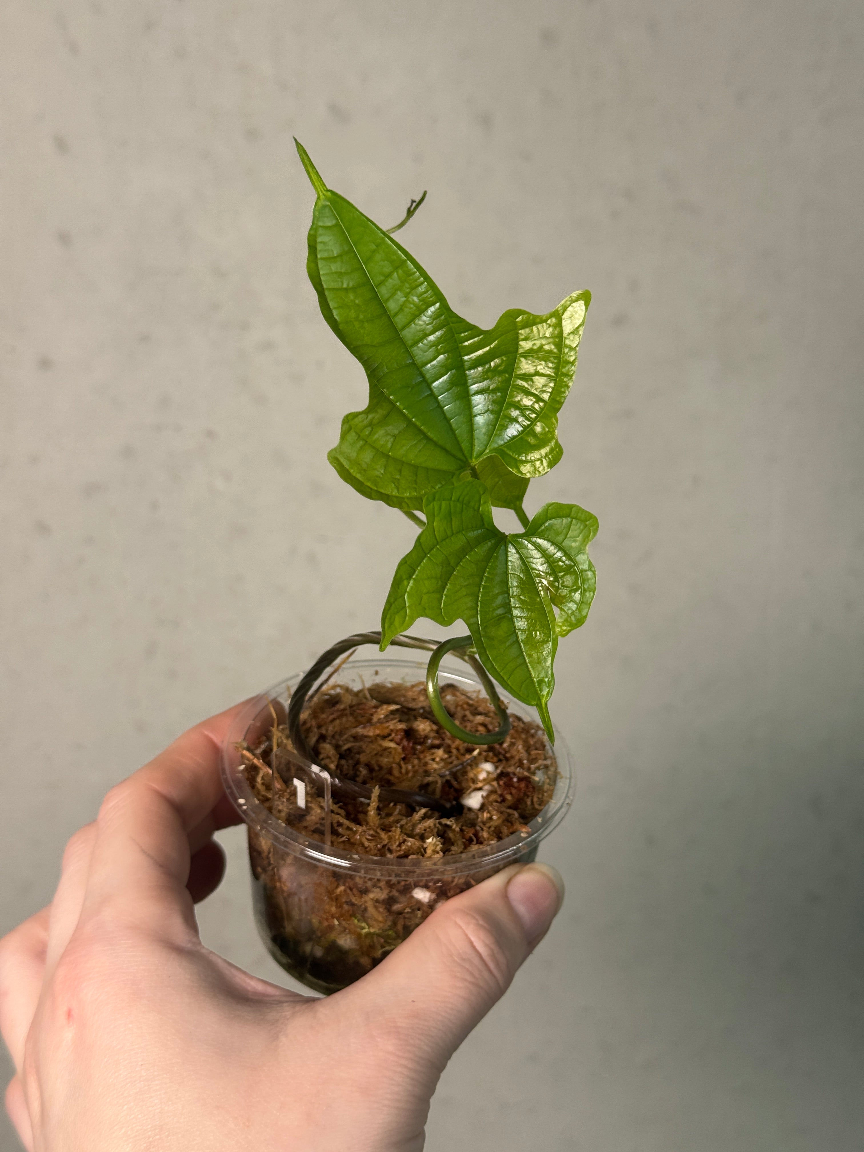 Dioscorea Sansibarensis