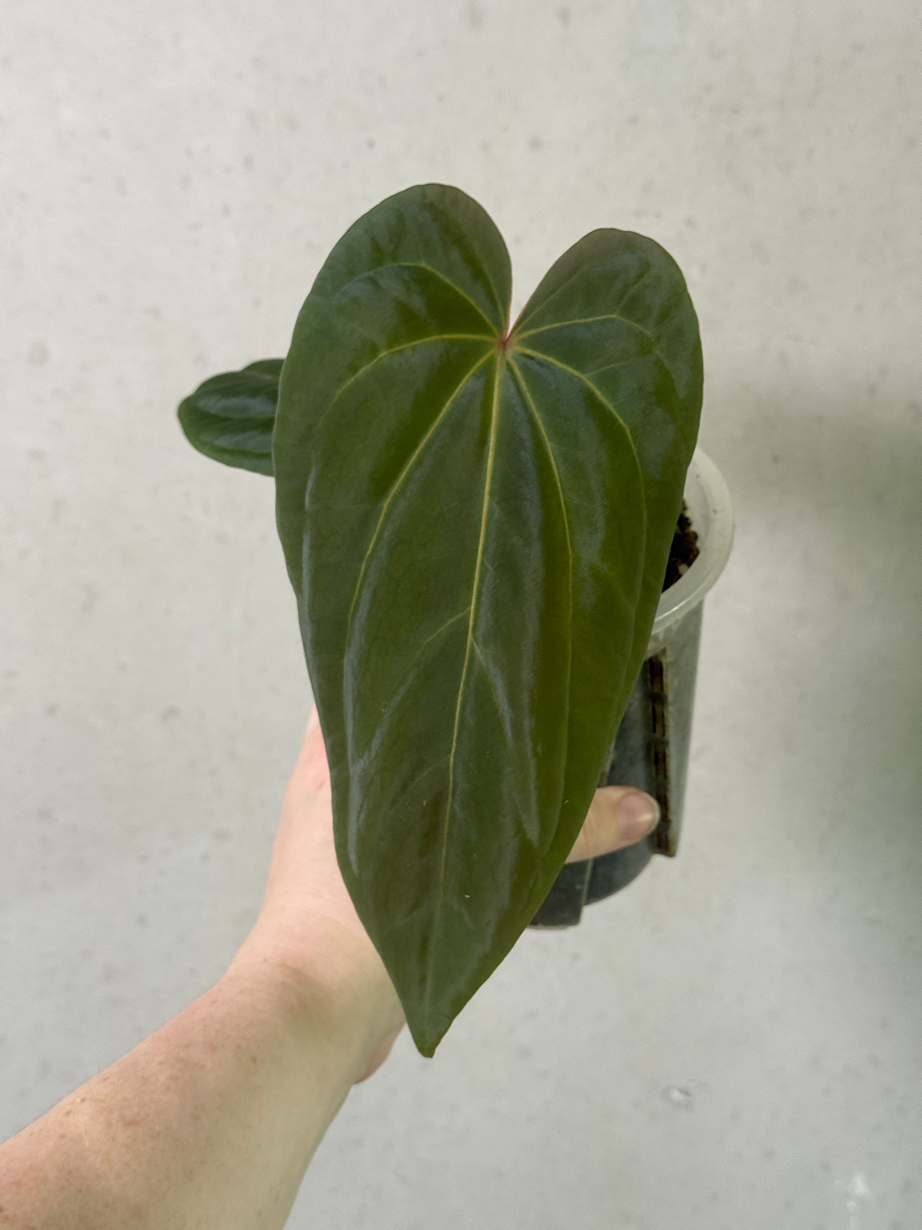 Anthurium plant with lush green leaves and vibrant red flowers, from SMUKHI's Besseae aff x Debile and Dressleri hybrid collection.