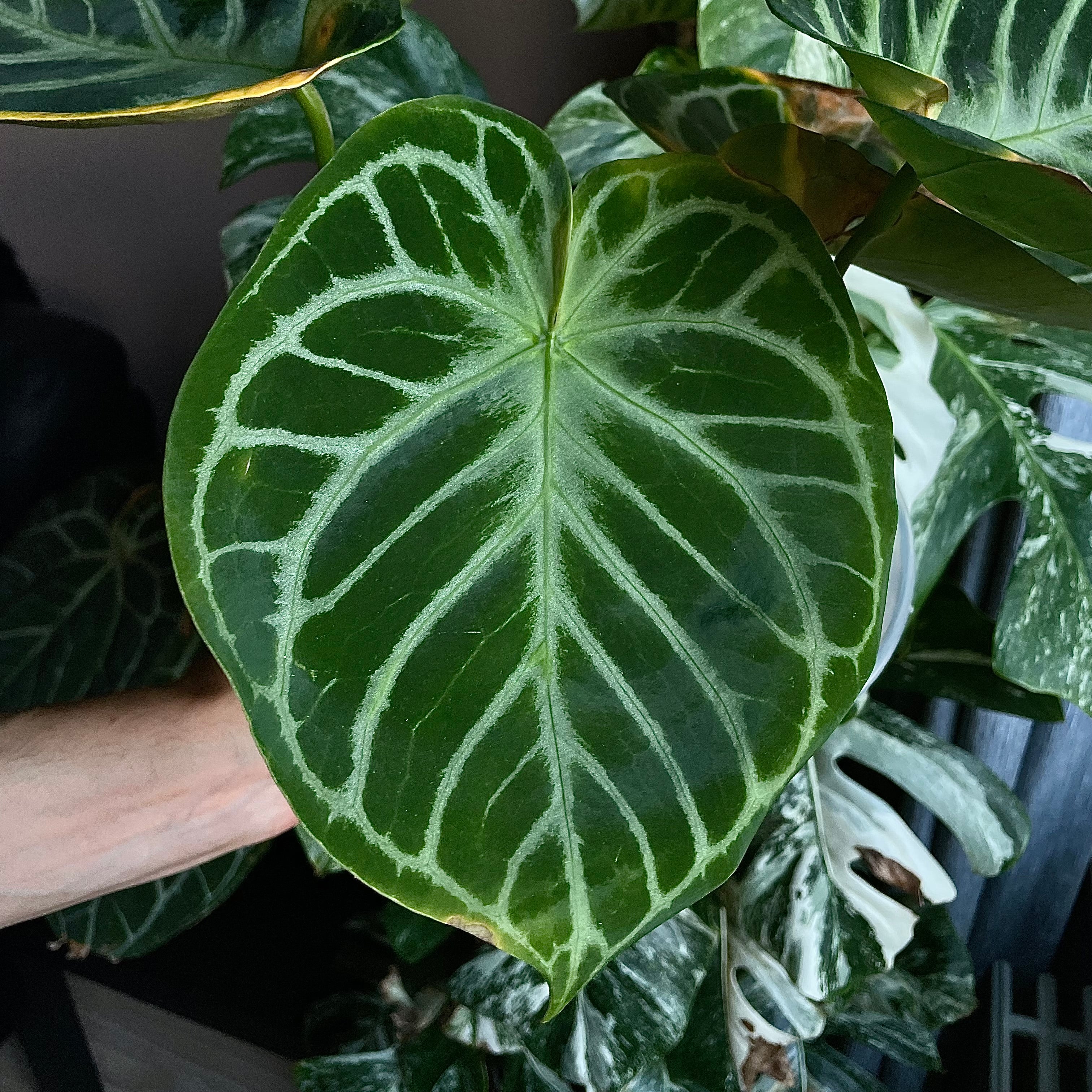 Anthurium 'Silver Blush' S1 (set of 5)