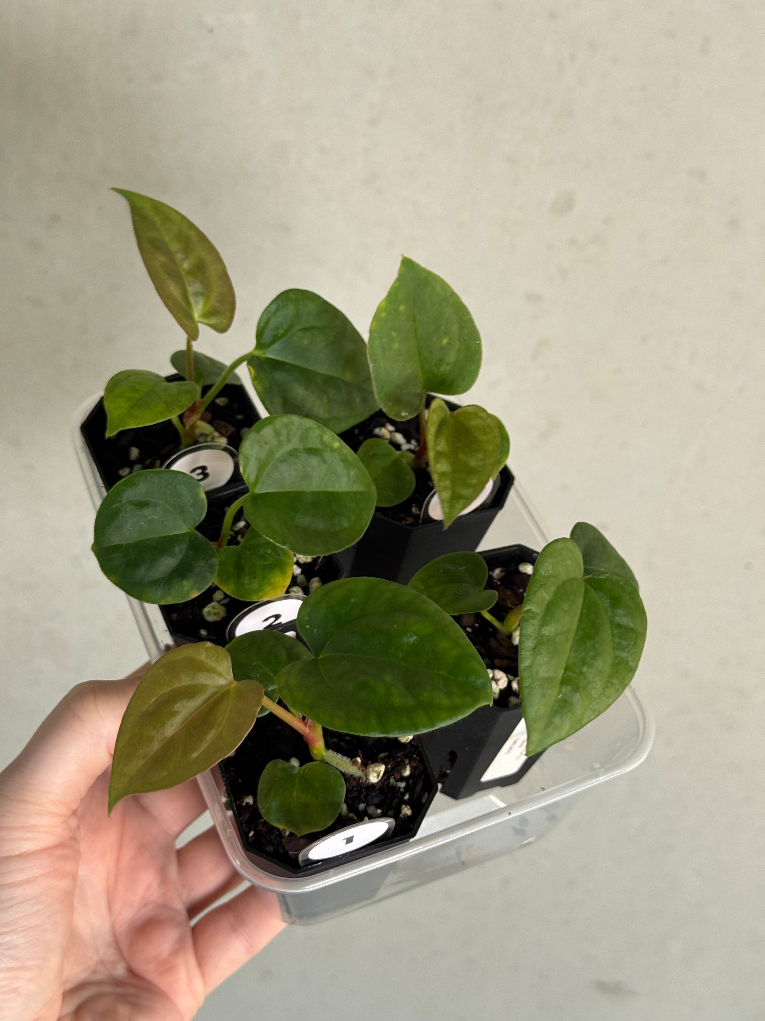 Anthurium (Crystallinum x Luxurians) x Goliath - SMUKHI