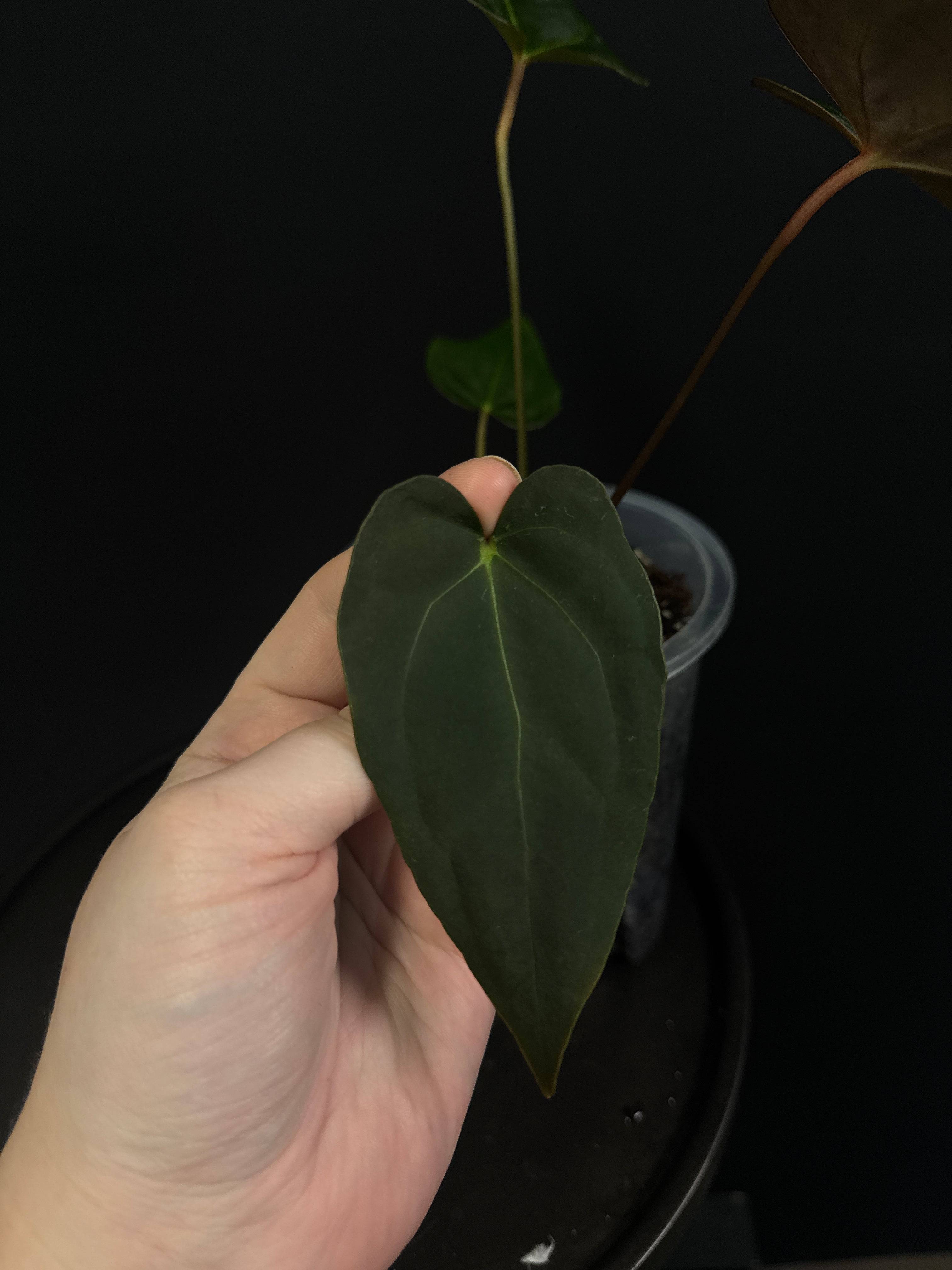 NFS: Anthurium Blue Papillilaminum - SMUKHI