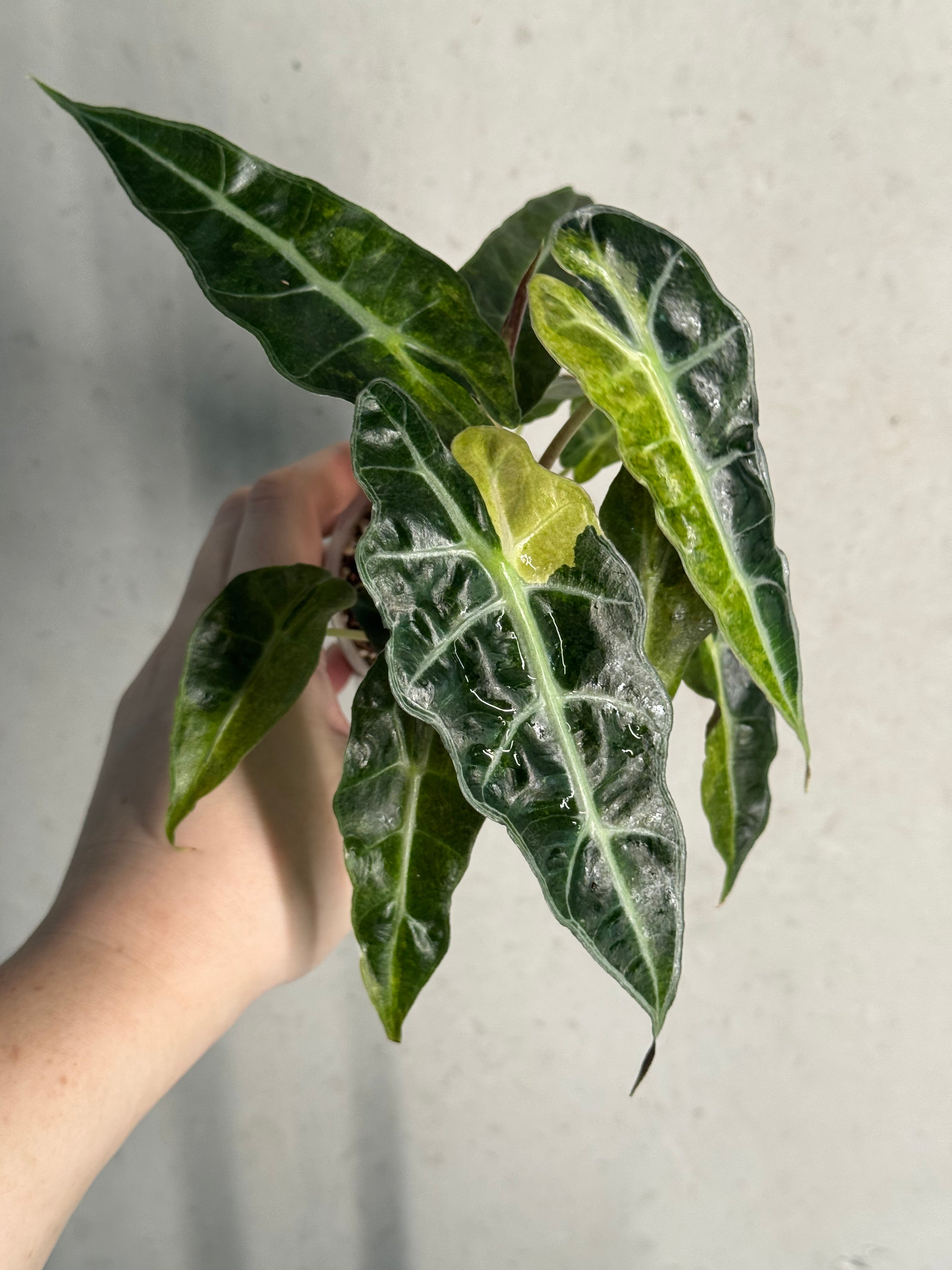 Alocasia Polly Aurea Variegata