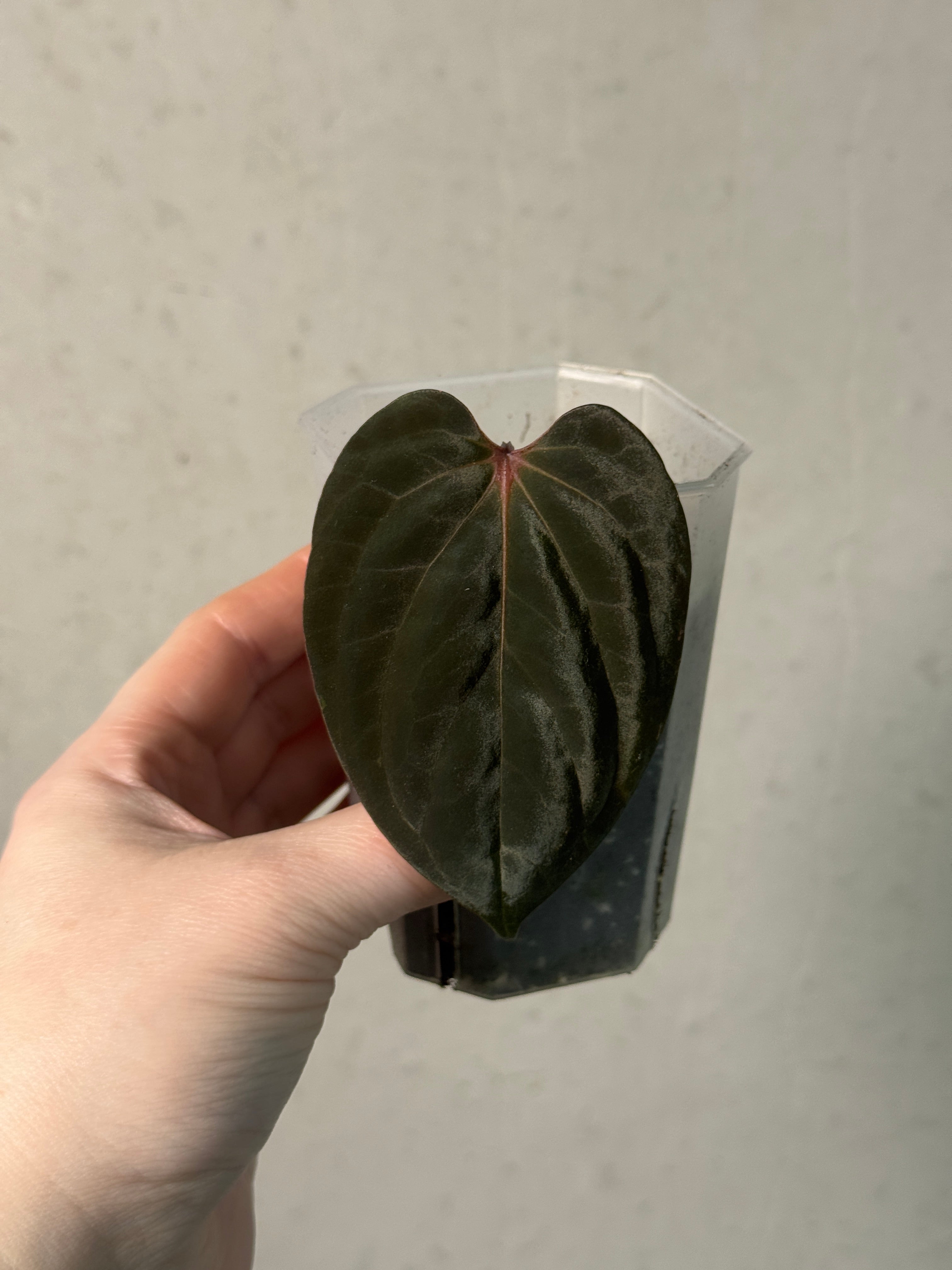 Anthurium Papillilaminum x BVEP 'Hanni' - Clone - SMUKHI