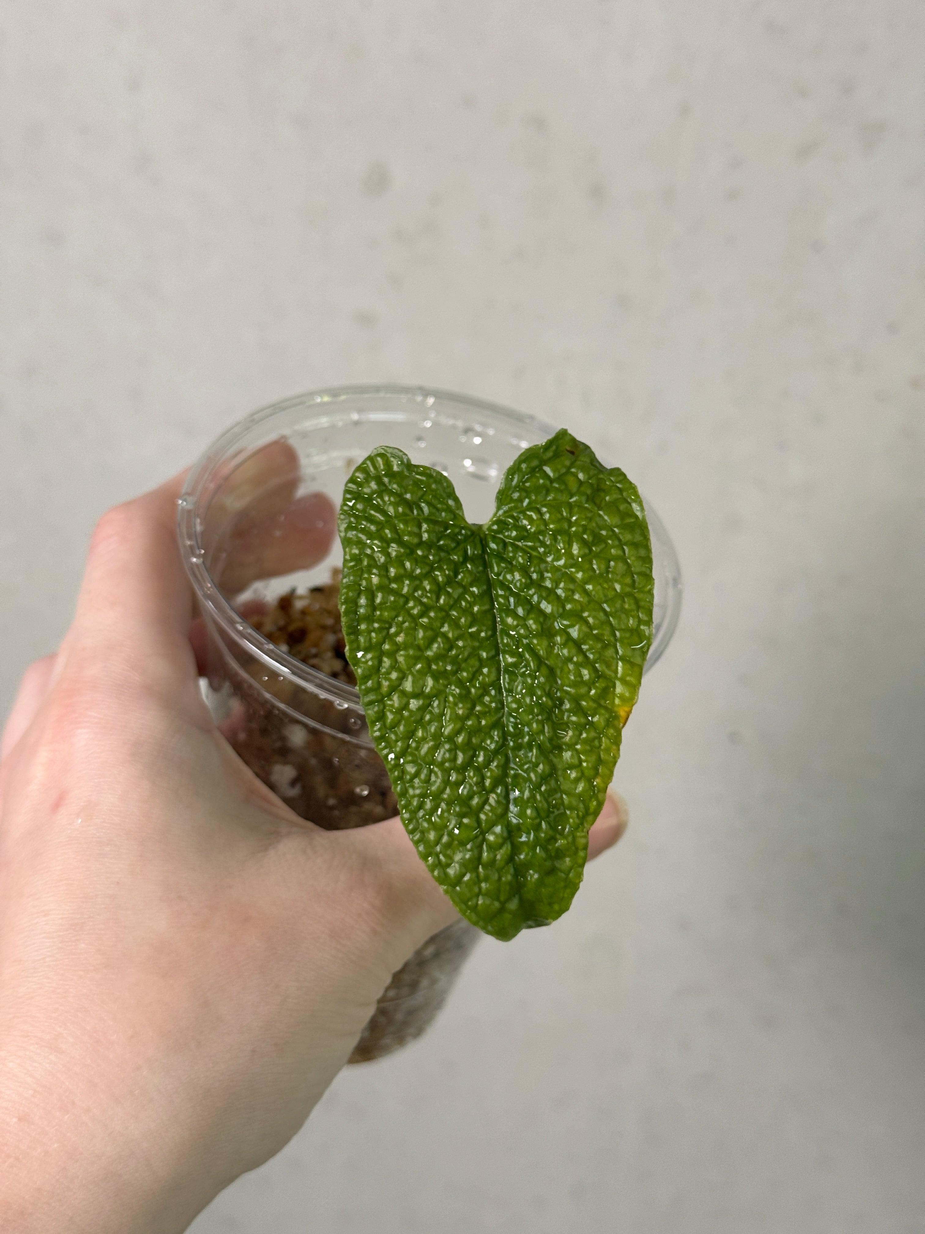 Anthurium Corrugatum plant from SMUKHI, showcasing its distinctive textured leaves and vibrant foliage, healthy and lush.