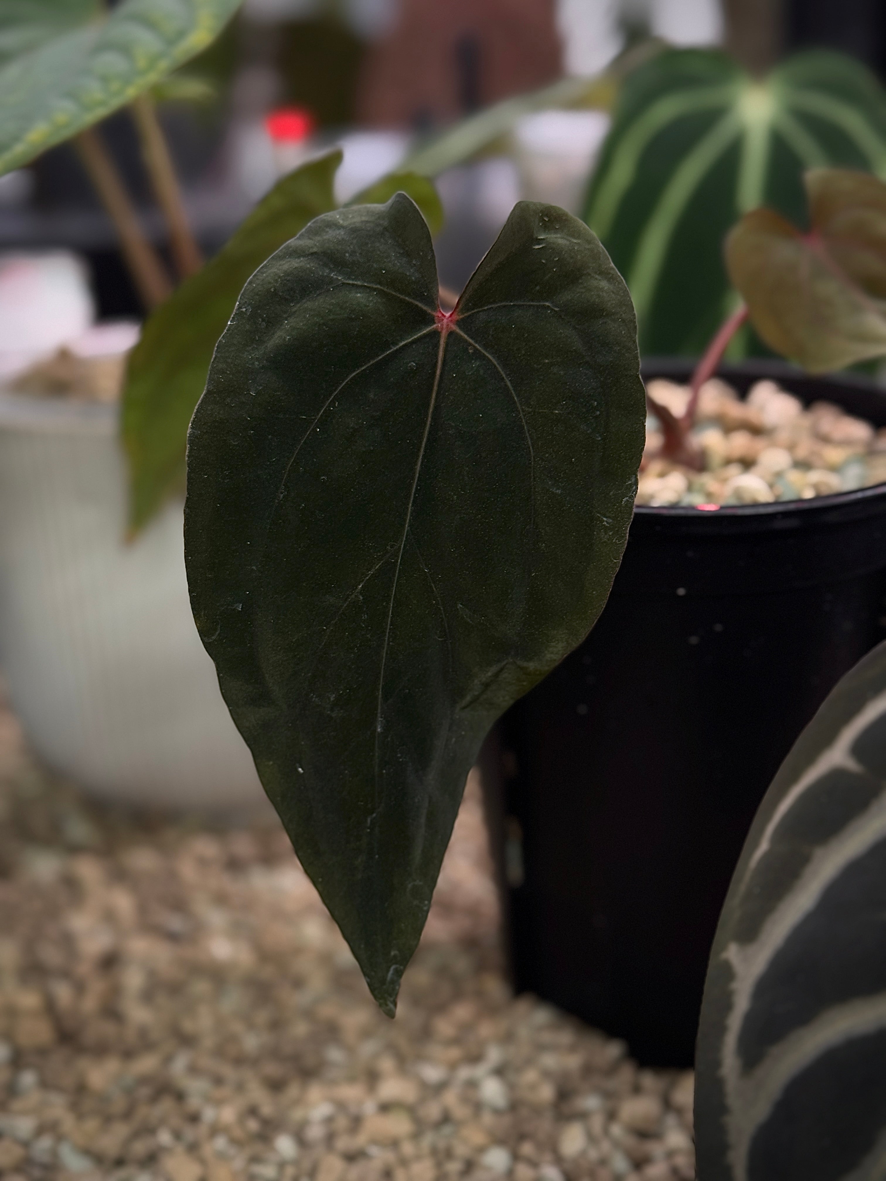 NFS: Anthurium 'Midnight Velvet'