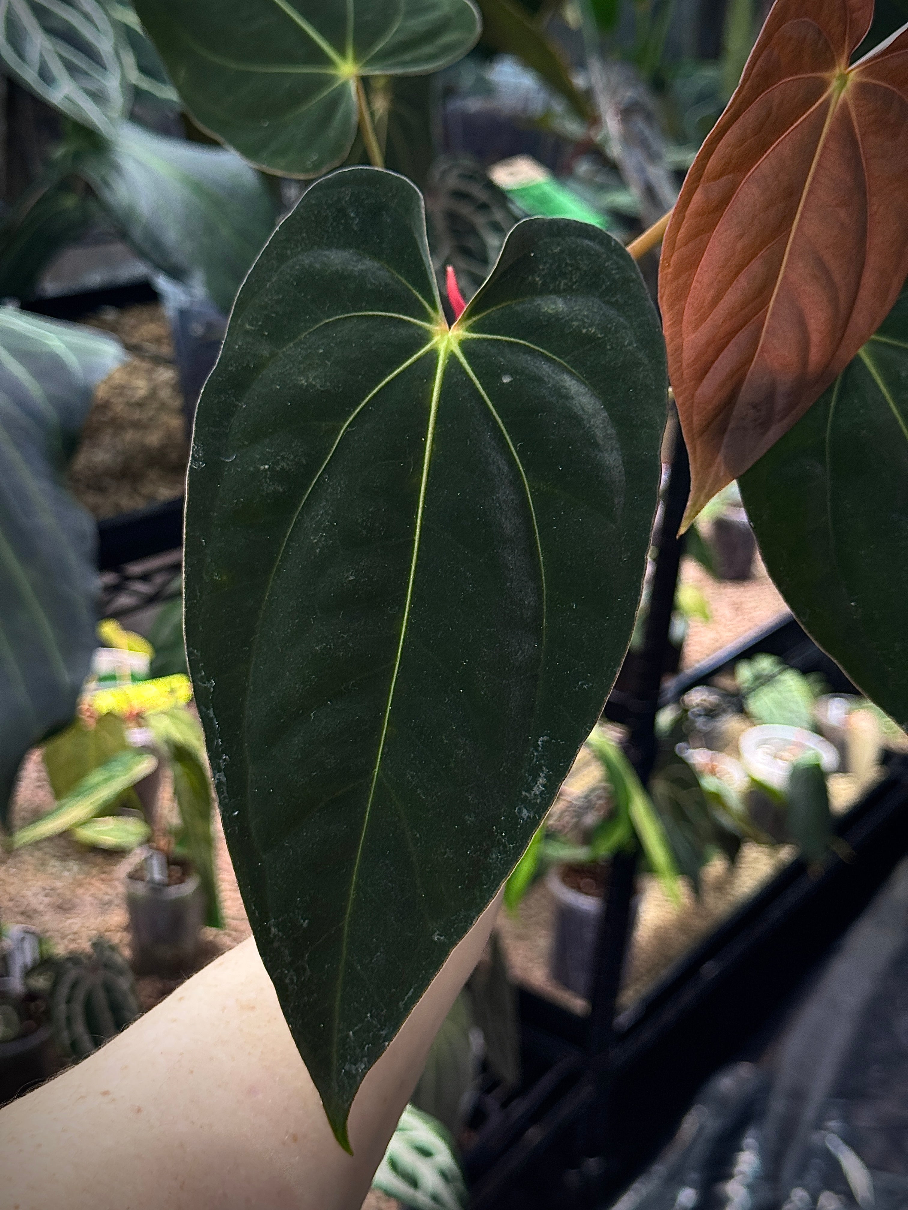 Anthurium 'Widowmaker' (Carlablackiae GPH-001 x BVEP 'Round') x Papillilaminum RA6 - Clone