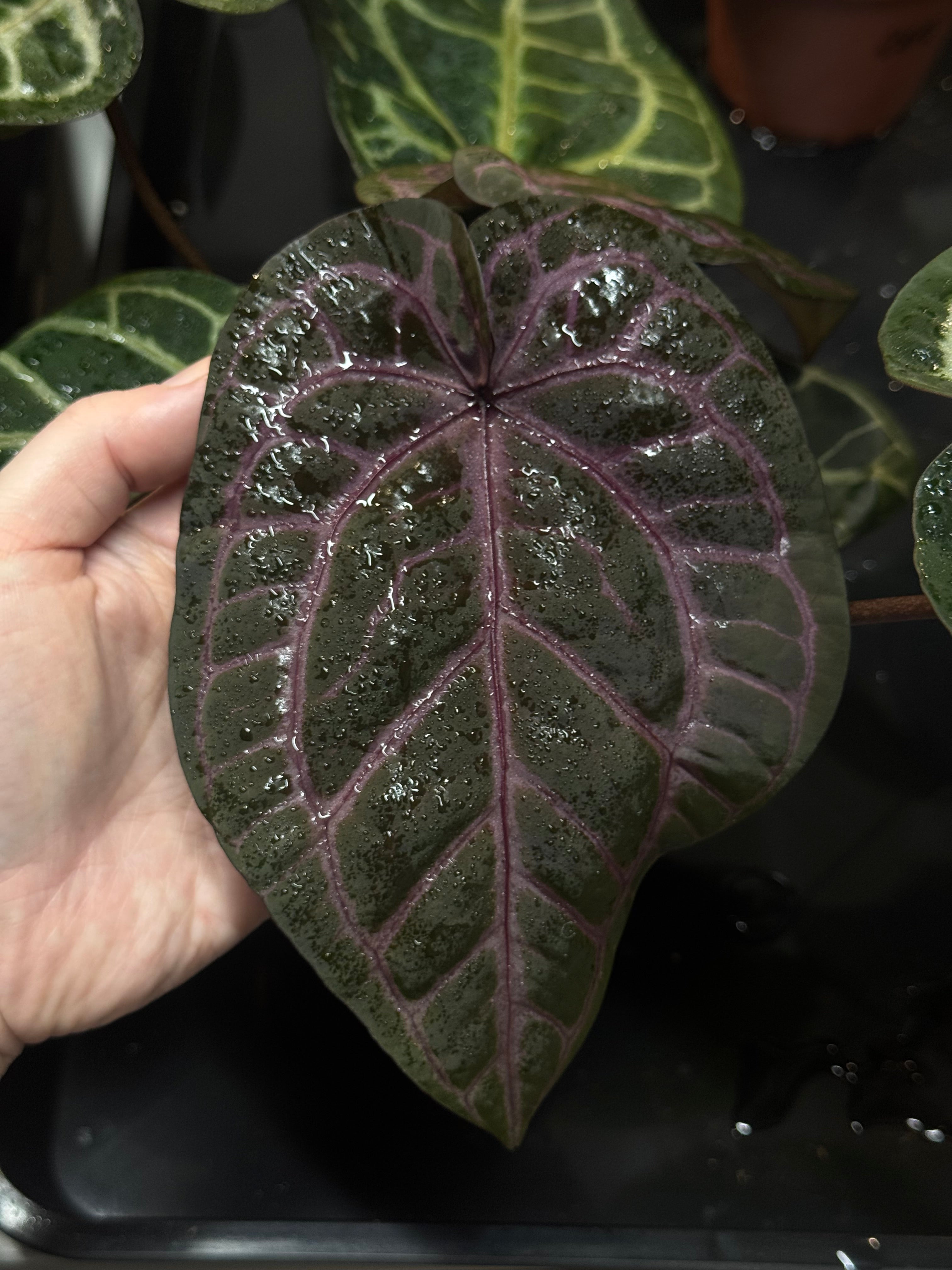 Anthurium Mag Var×SKG × Zara33×HSH32 NFS: Anthurium Zara '33' x Home, Sweet Home '32' - Rare Finds for