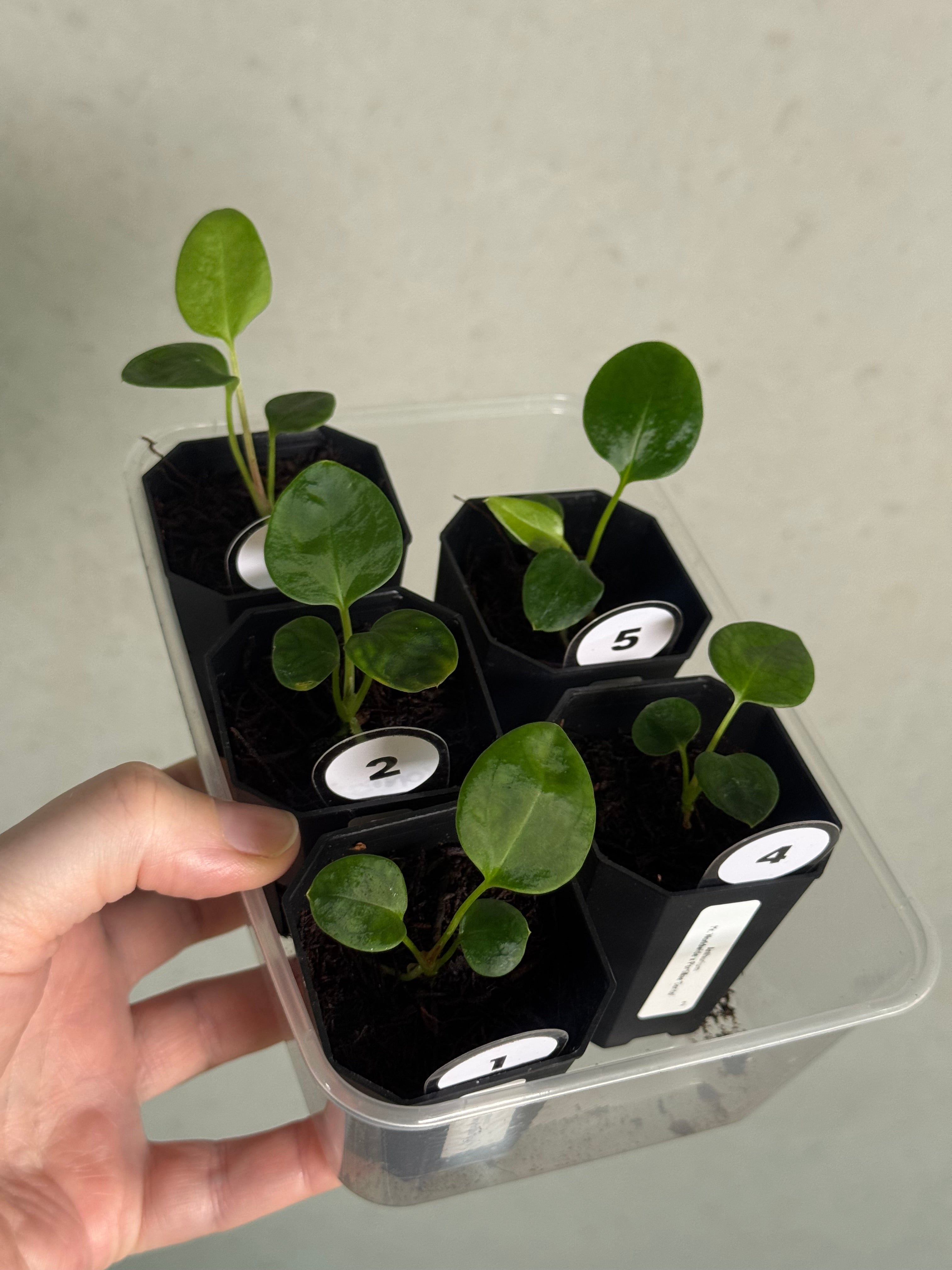 Anthurium Mr. Worldwide x Portillae 'Dorito' | SMUKHI