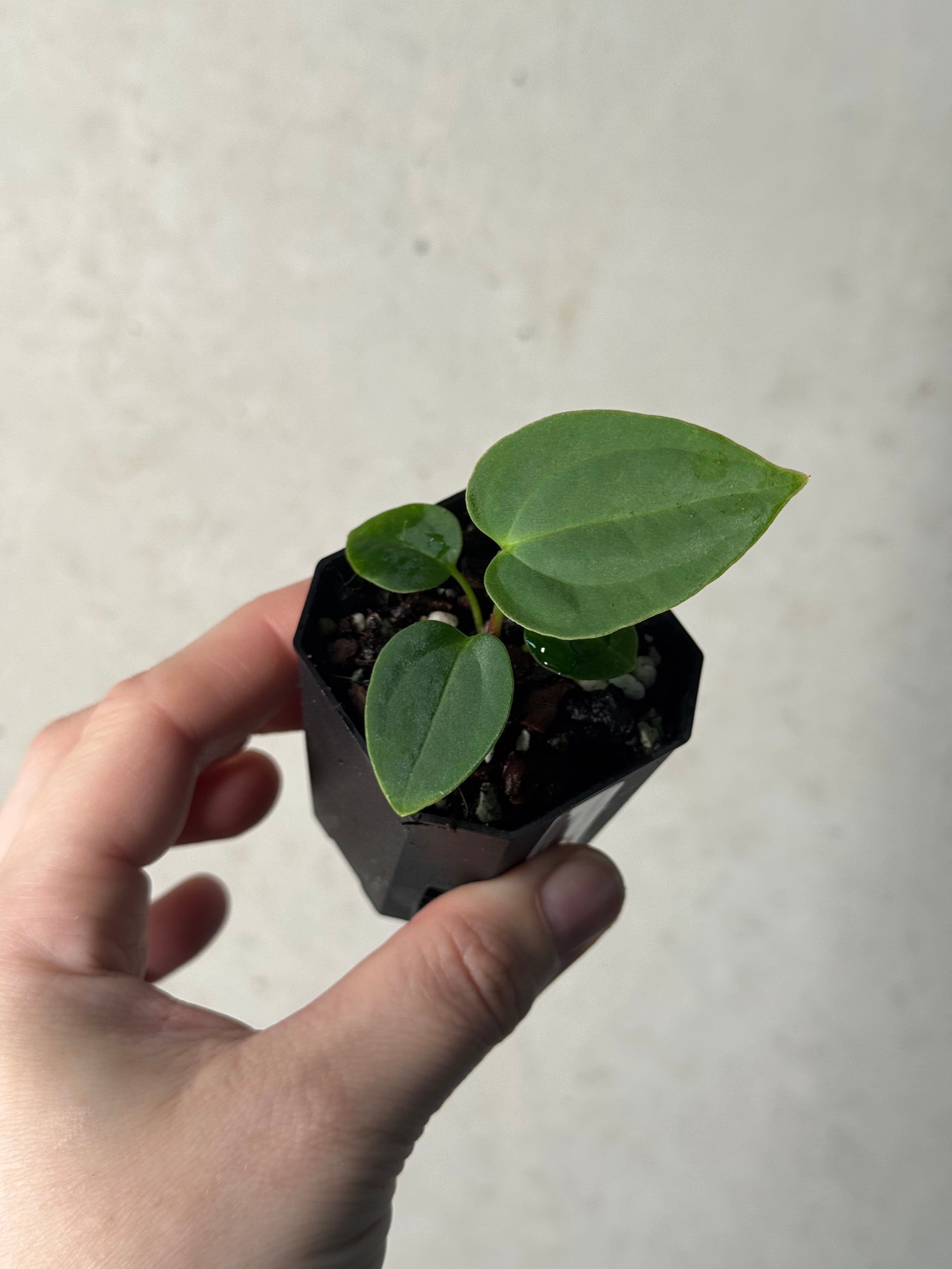Anthurium BVEP ('Round' x RA1) x (WU1 x 'Oliver')