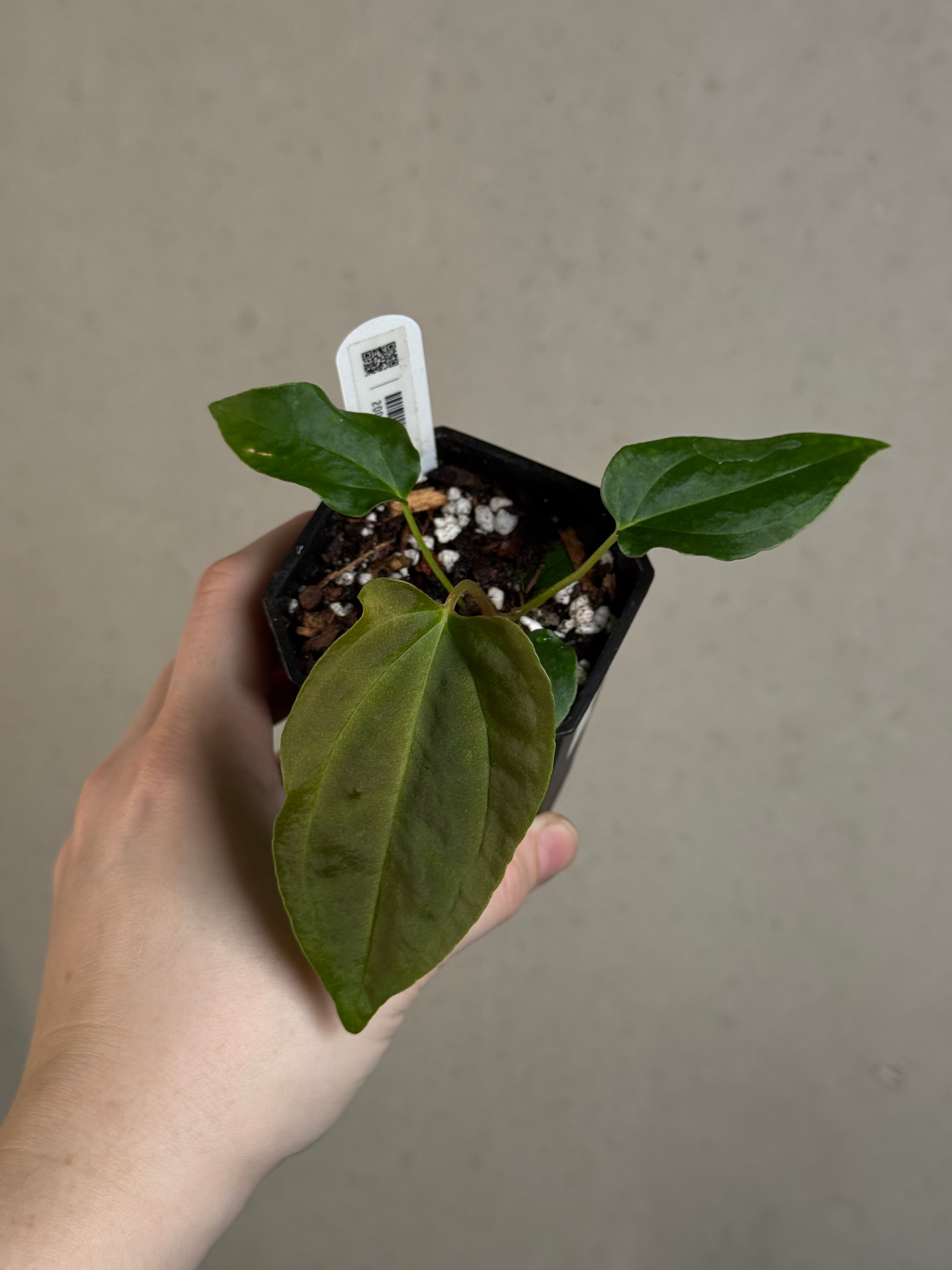 Anthurium (FSxRL) x (RLxFS)