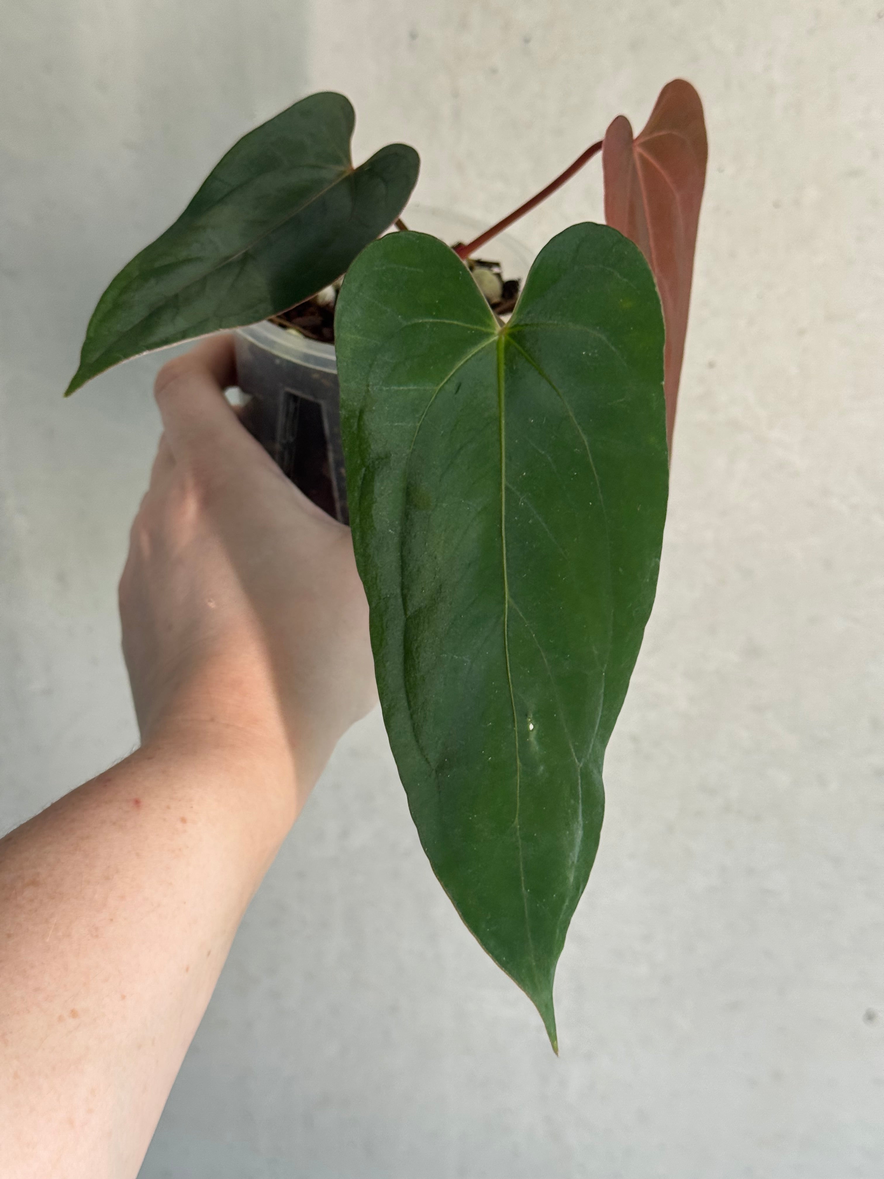 Anthurium NSE Portillae x NSE Dressleri