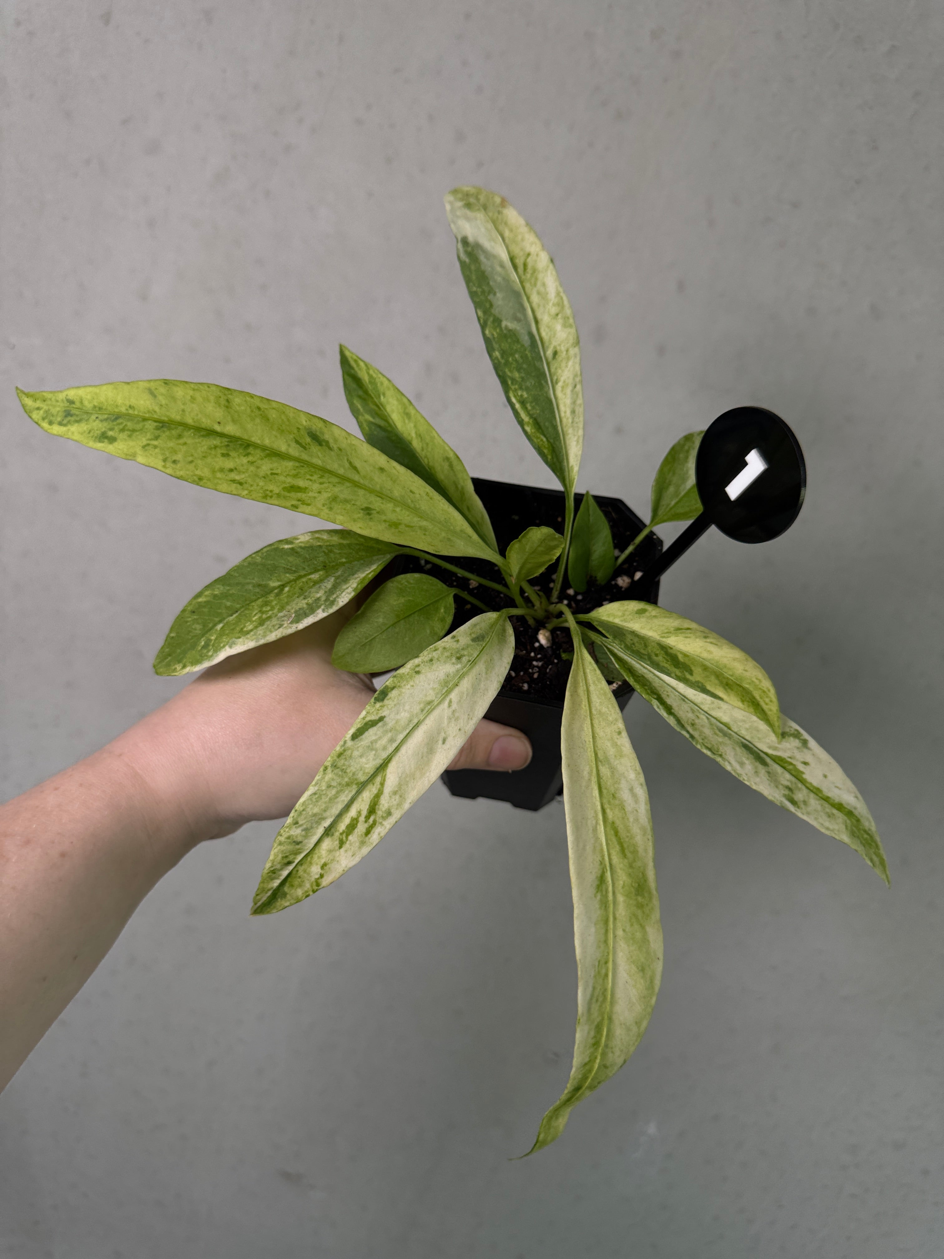 Variegated Anthurium Vittarifolium plant from SMUKHI with lush green and white variegated leaves.