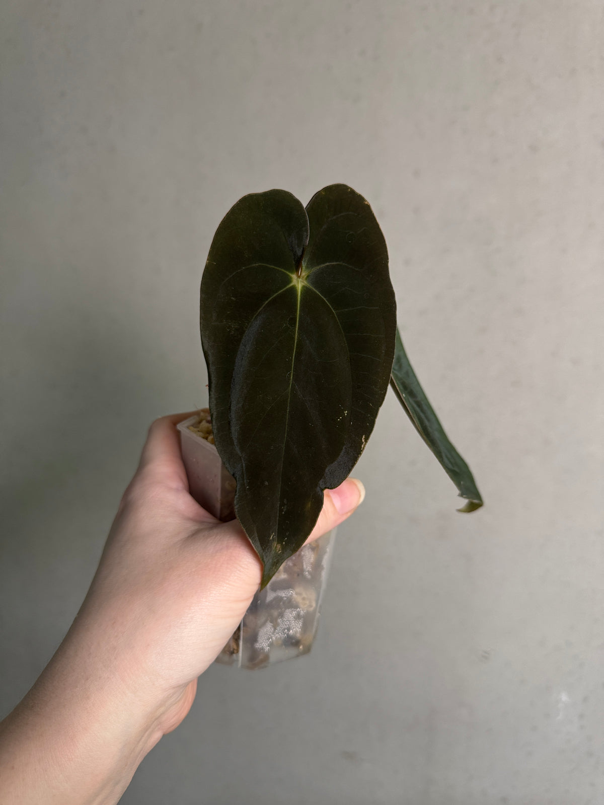 Anthurium Papillilaminum 'Guna Yala' plant with glossy green leaves and unique leaf textures, from SMUKHI.