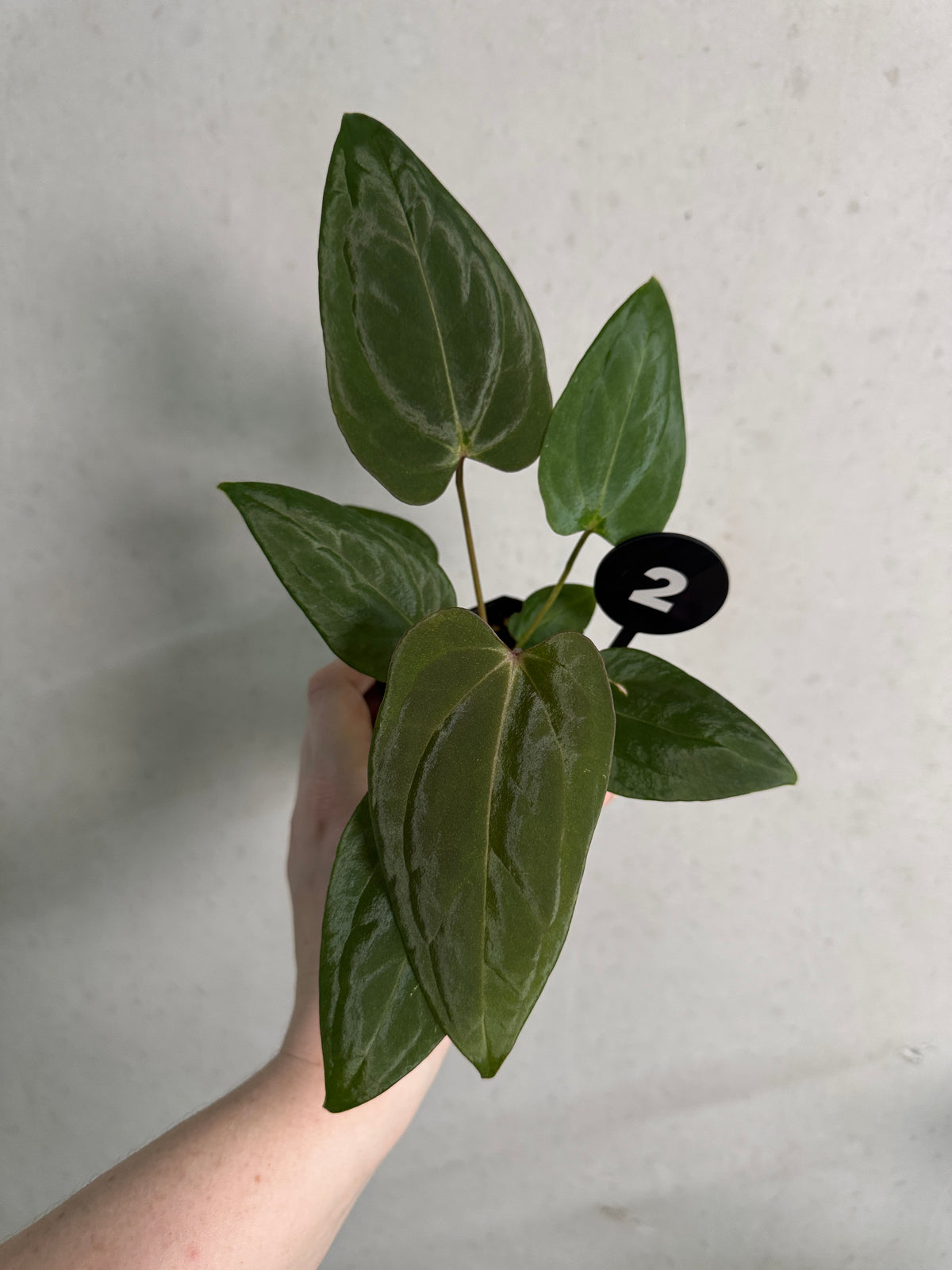 Anthurium Tim Anderson ‘Stripey’ x Portillae ‘Dorito’ plant with vibrant green and striped leaves, displayed in a pot.