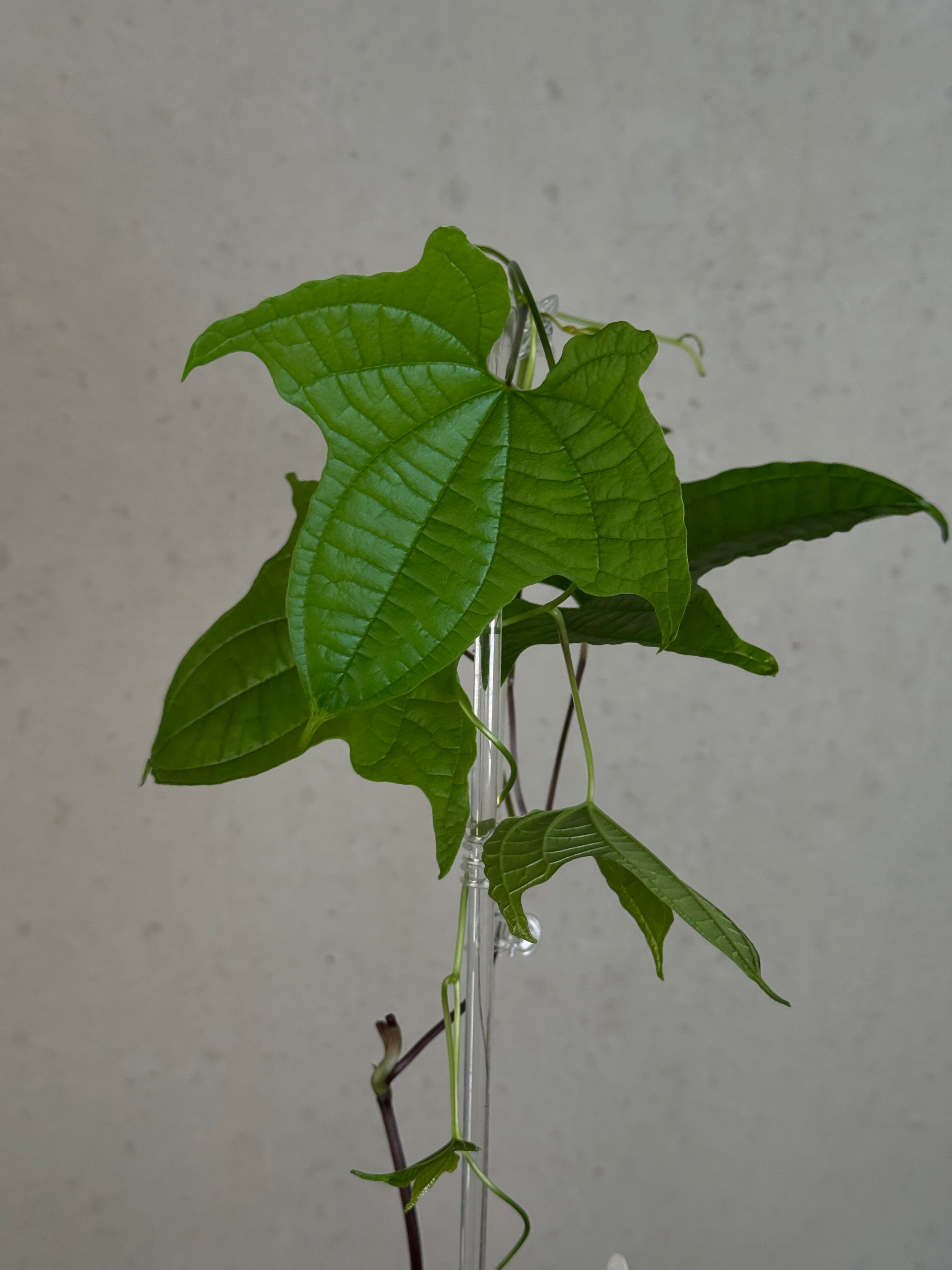 Dioscorea Sansibarensis