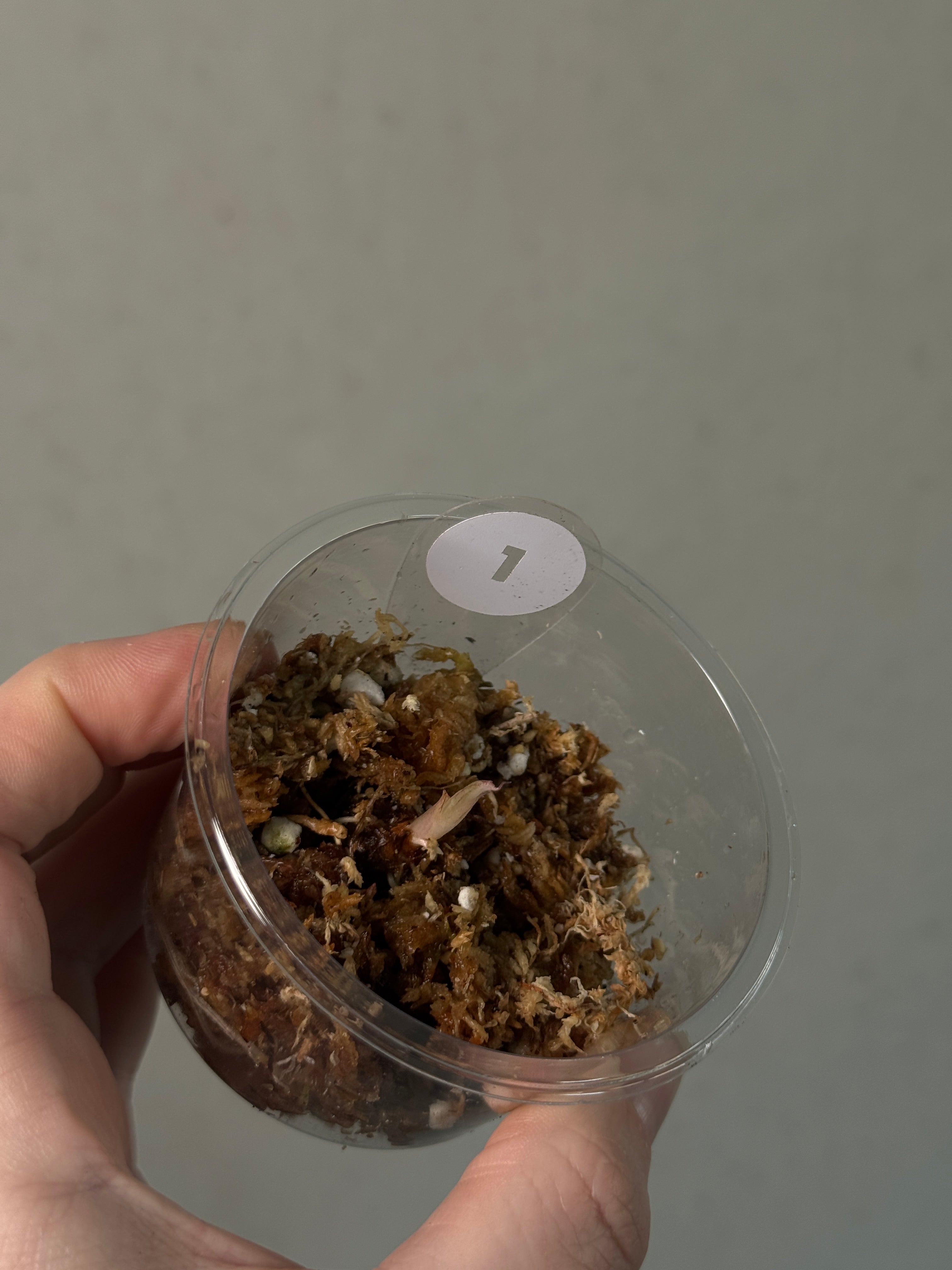 Alocasia Black Velvet Pink Variegata - Corm(s) - SMUKHI