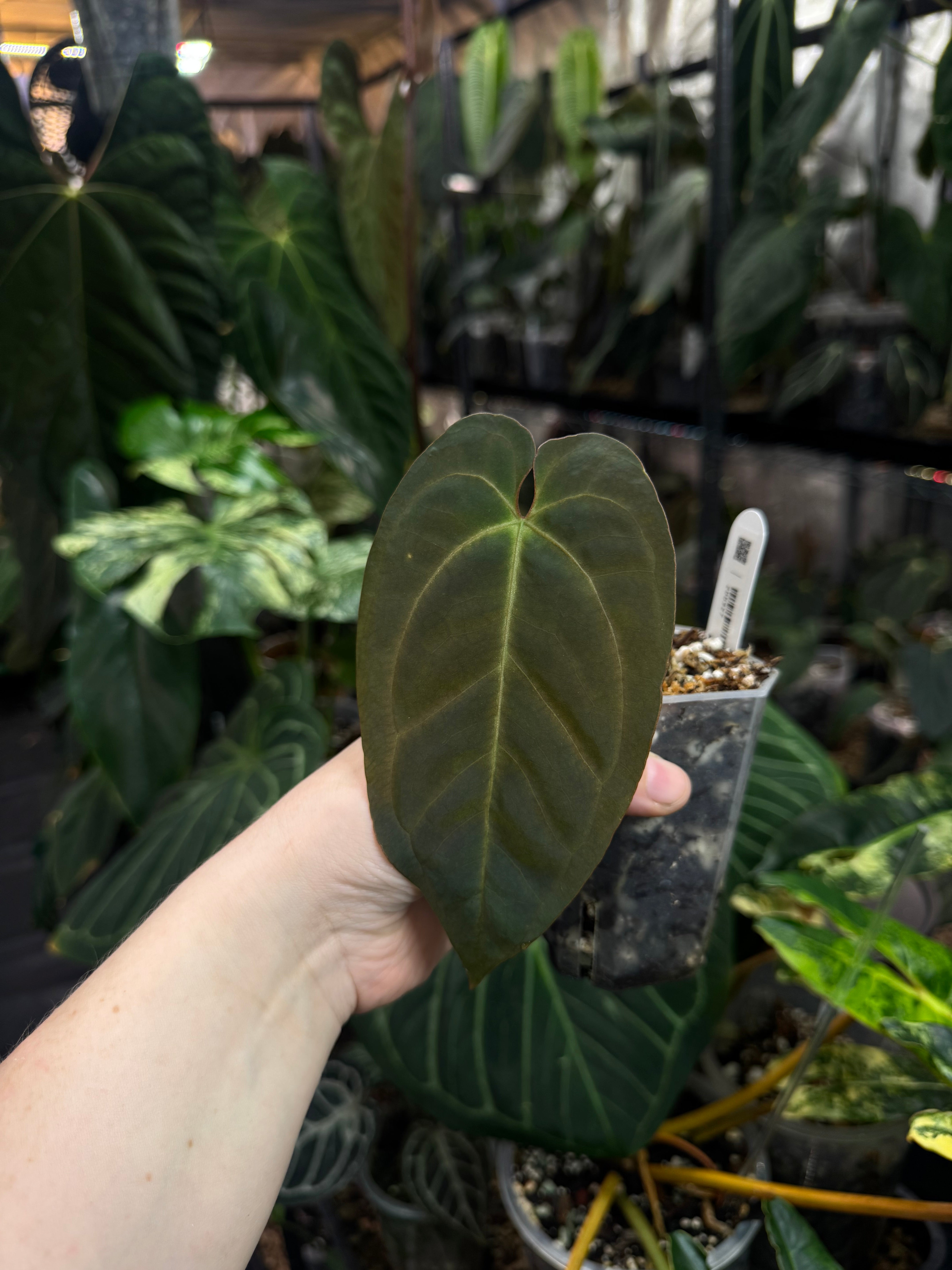 Anthurium noID (Papillilaminum x)