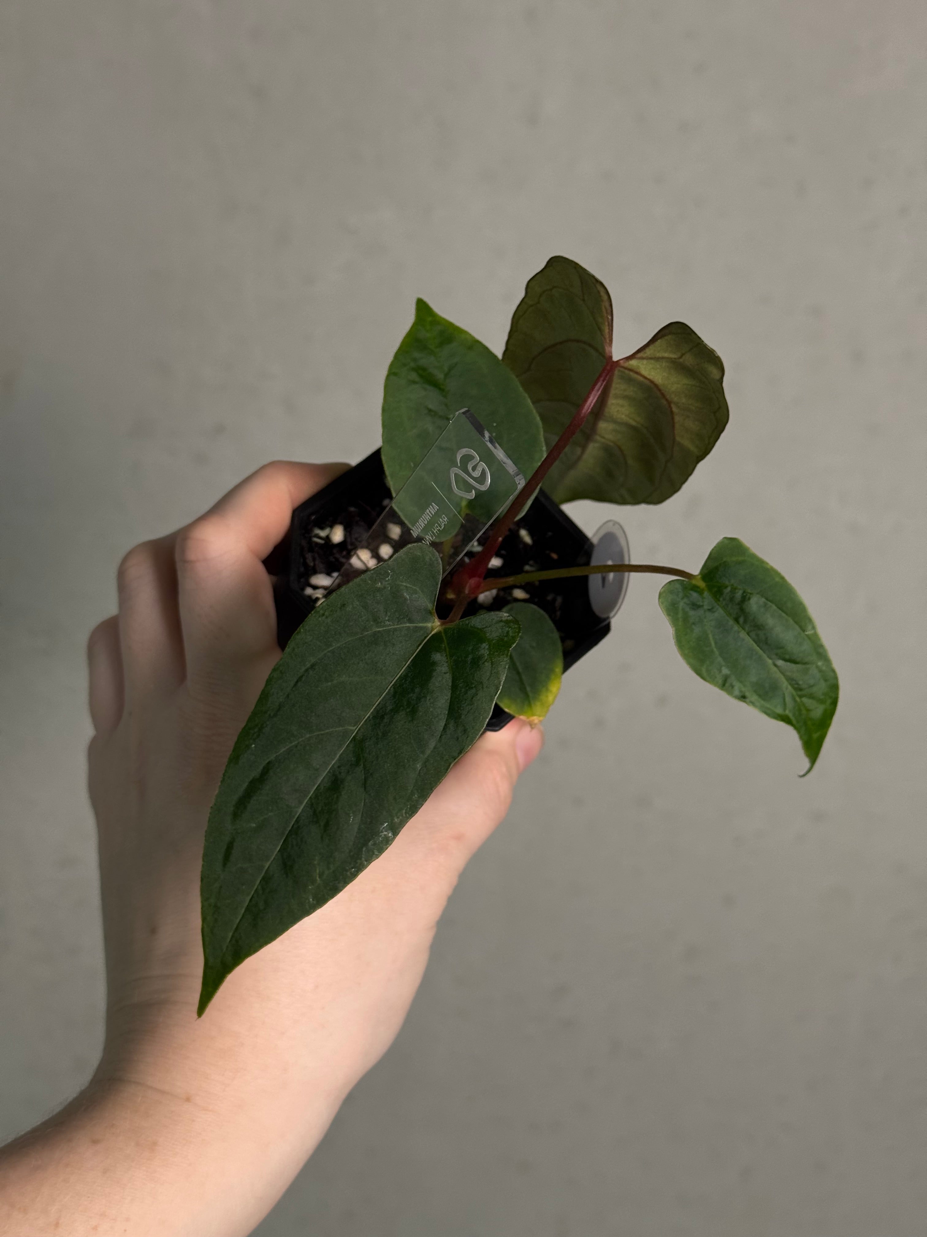 Anthurium Ralph Lynam x self - SMUKHI