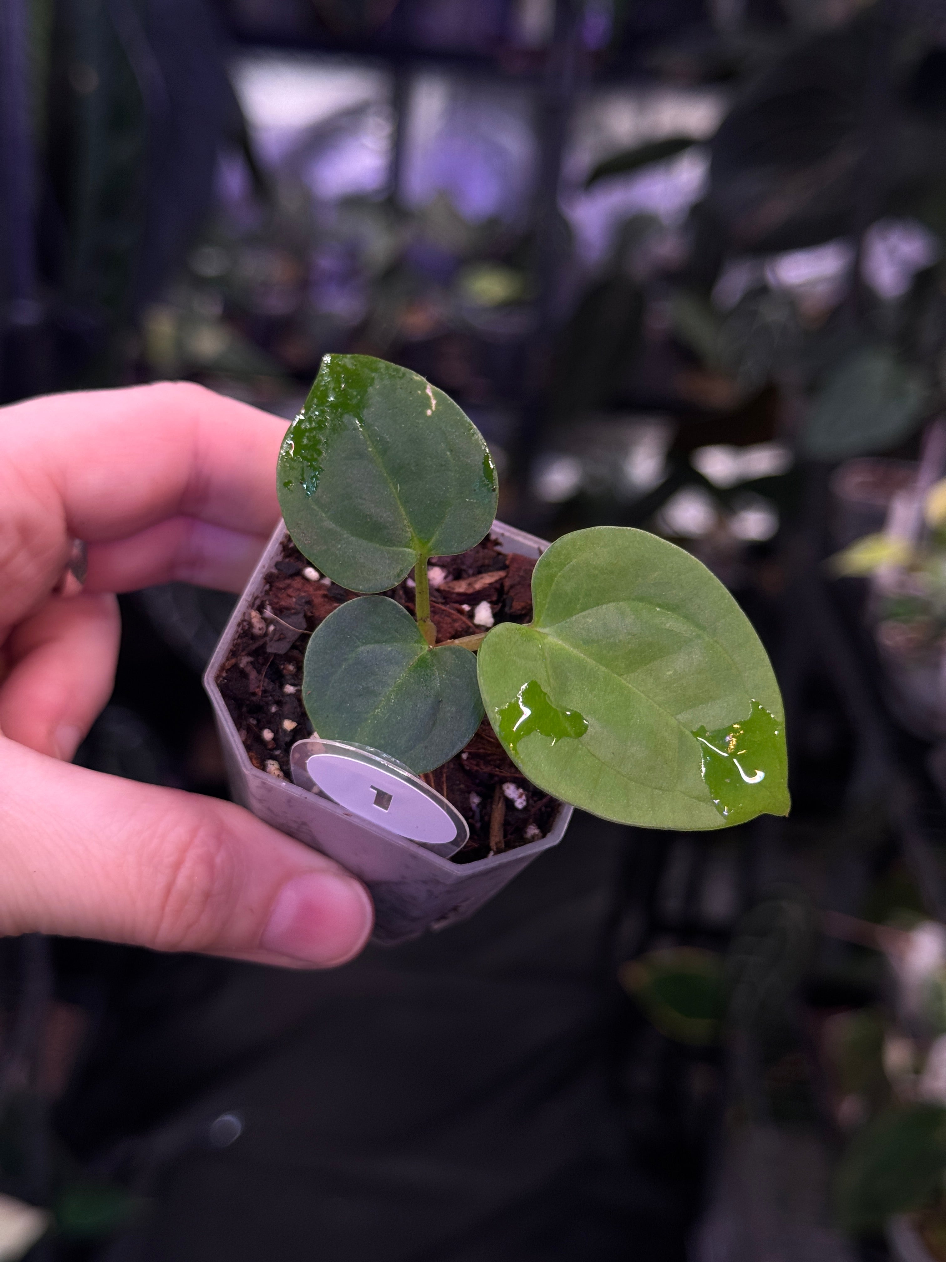 Anthurium (Carlablackiae x RG Dressleri) x (Papillilaminum x BVEP ‘Hanni’)