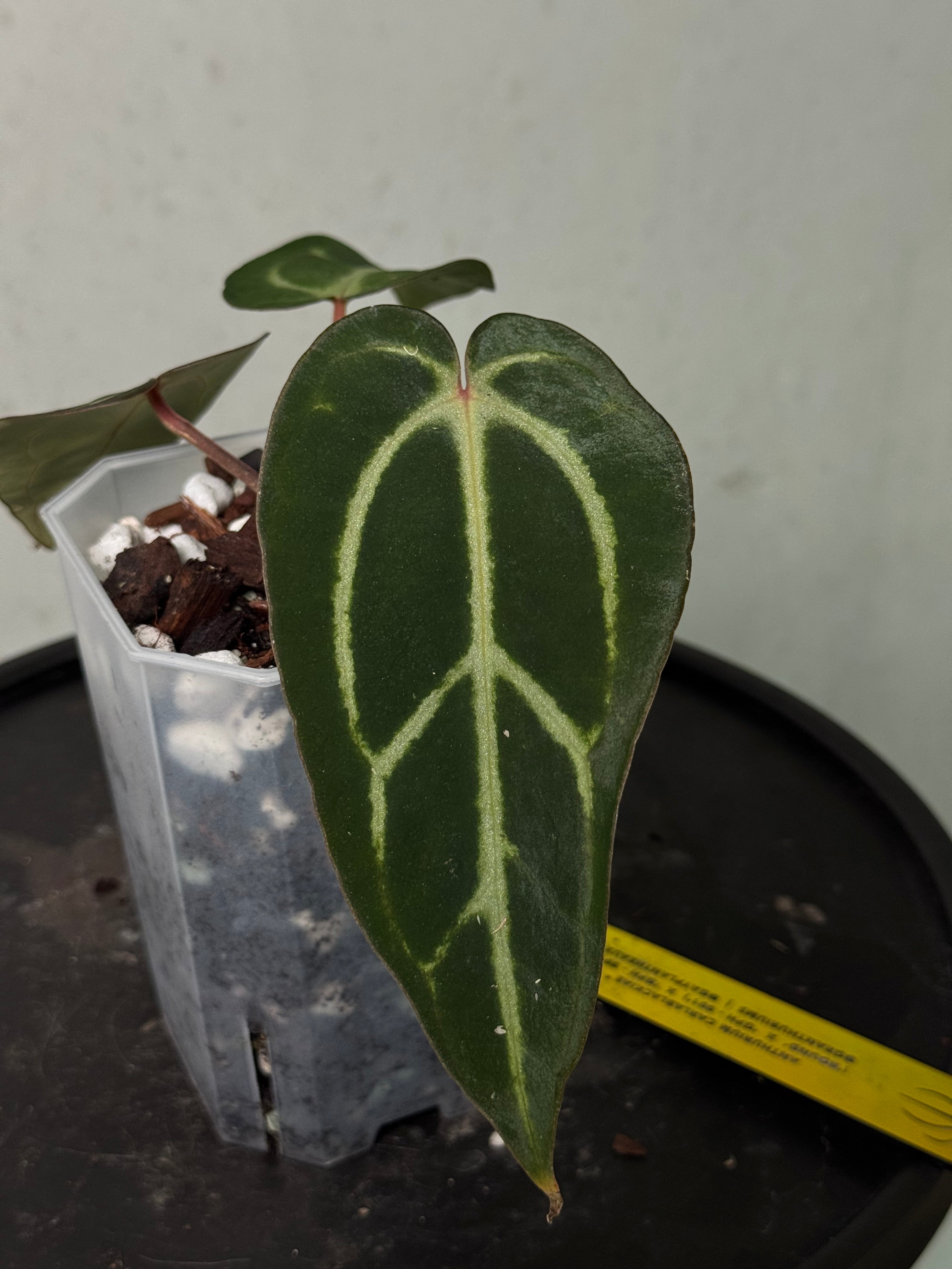 Anthurium Carlablackiae ‘Round’ x GPH-001