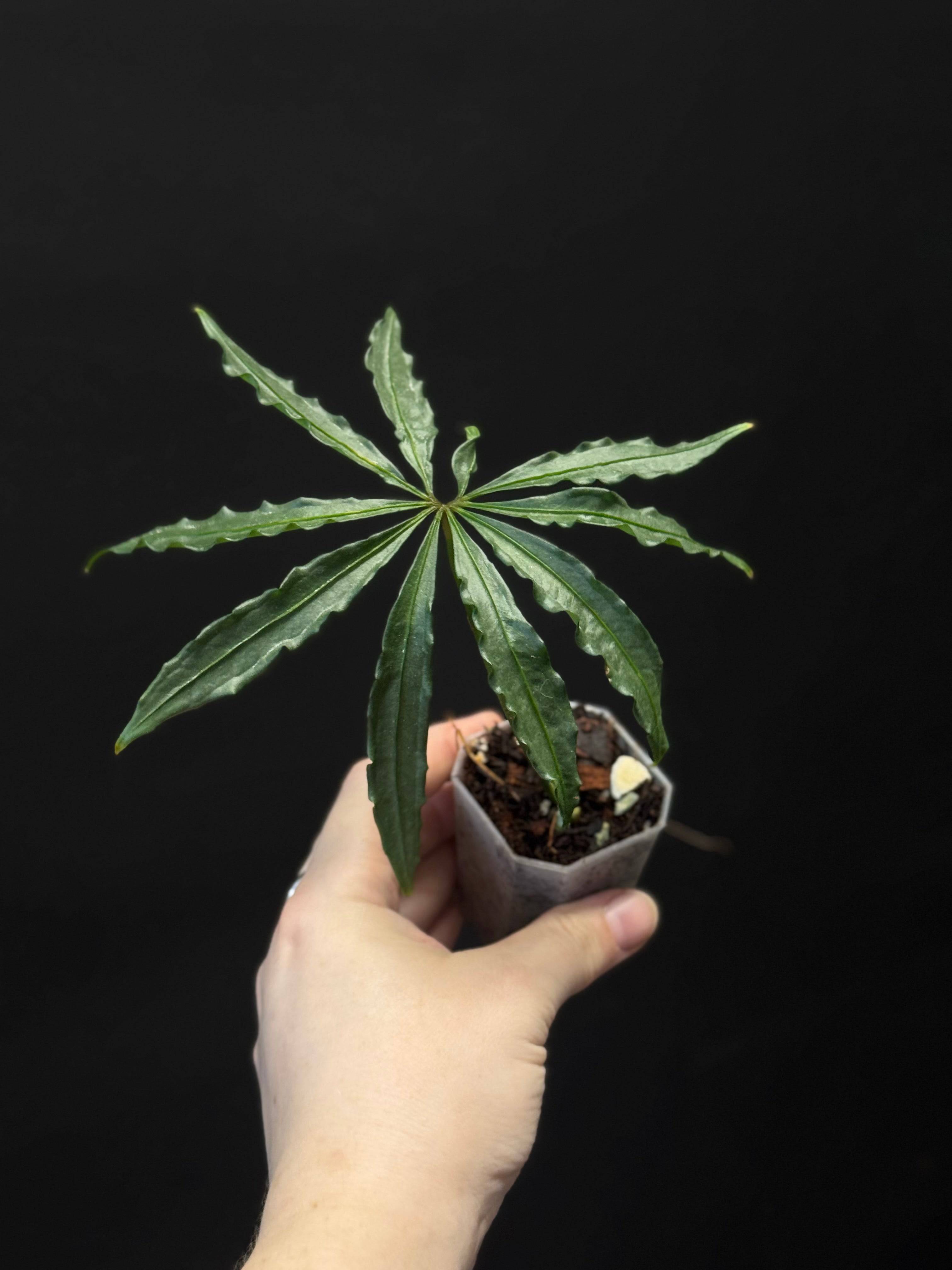 Anthurium Polyschistum - SMUKHI