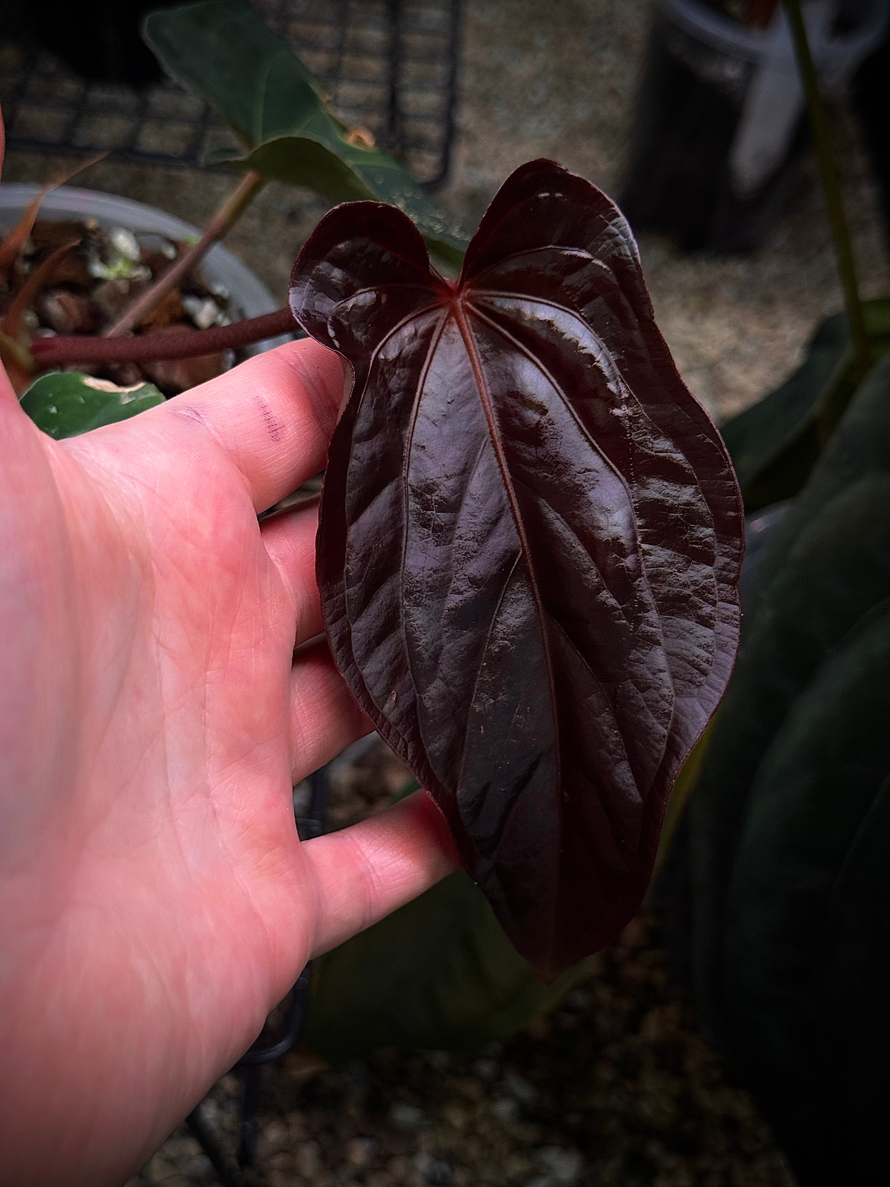 NFS: Anthurium BVEP RA9 - Rare Finds for Refined Collections | SMUKHI