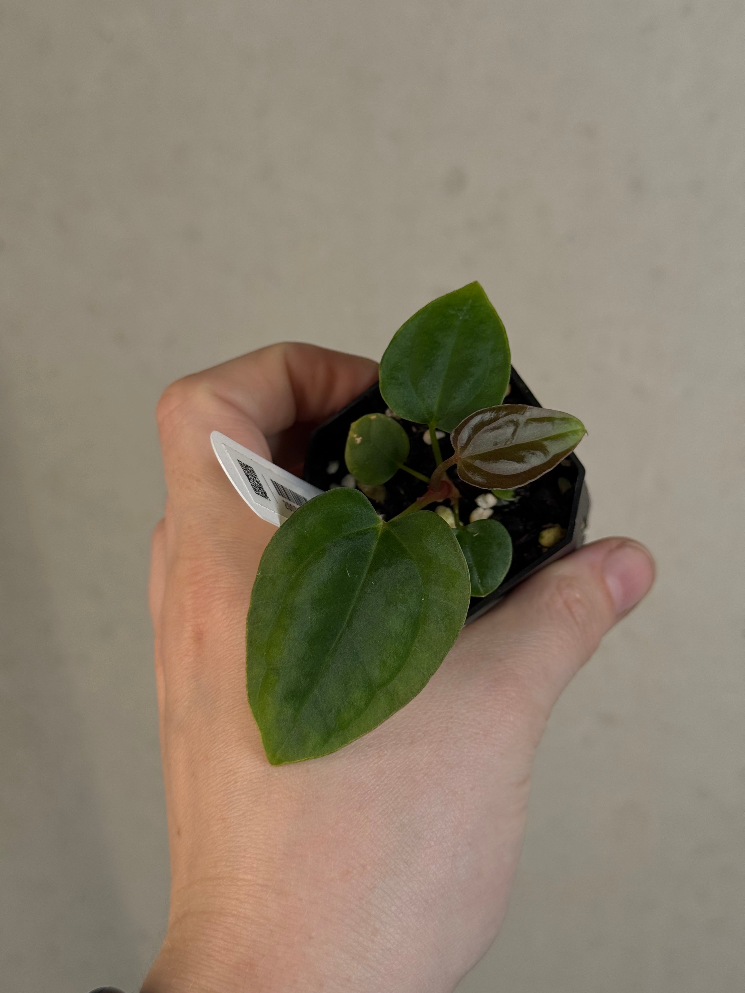 Anthurium BVEP ('Oliver' x self) x (‘Round' x 'Felix')