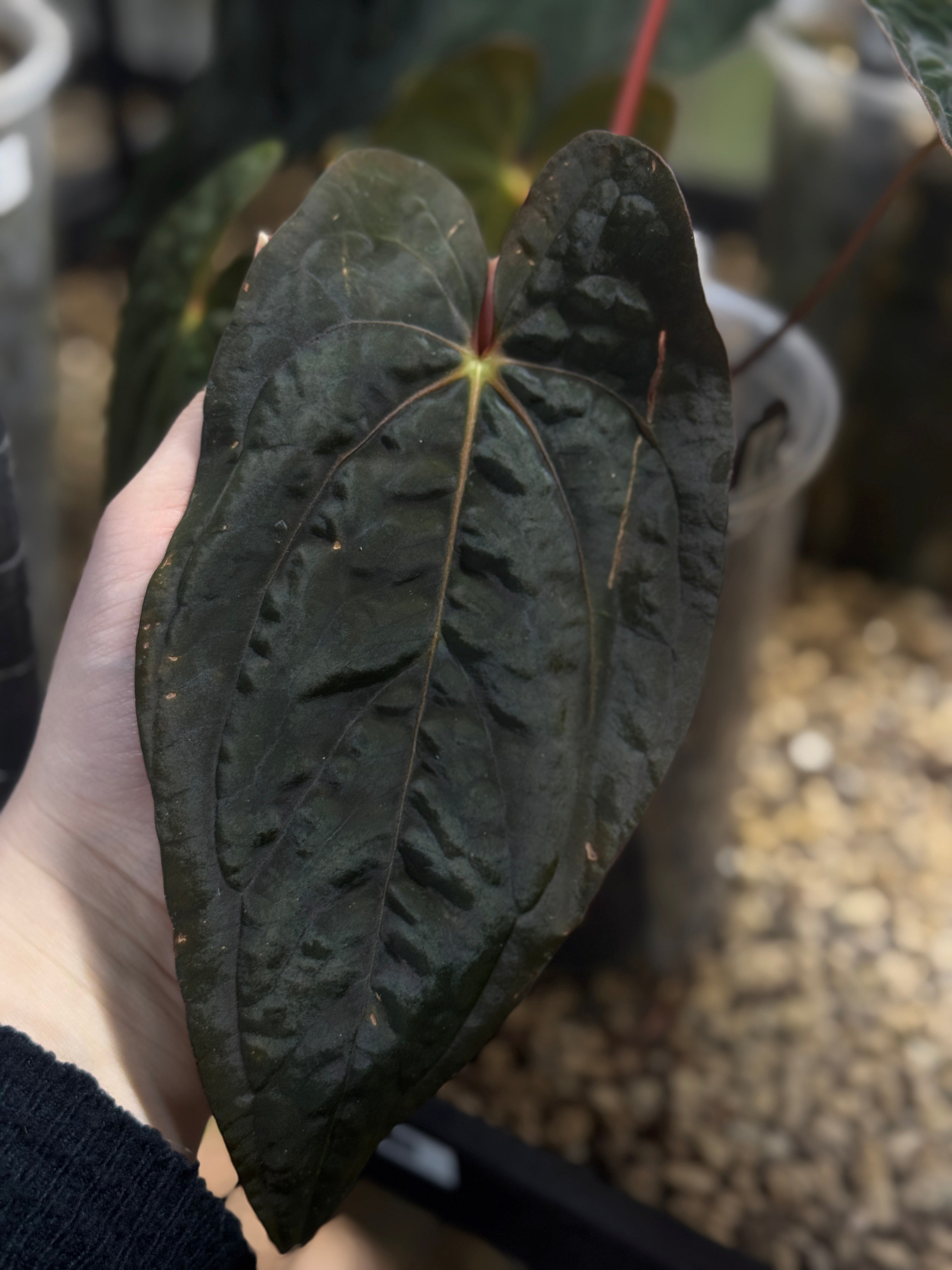 Anthurium Papillilaminum RA4 S1 x 'Vanderbilt' - Clone - SMUKHI