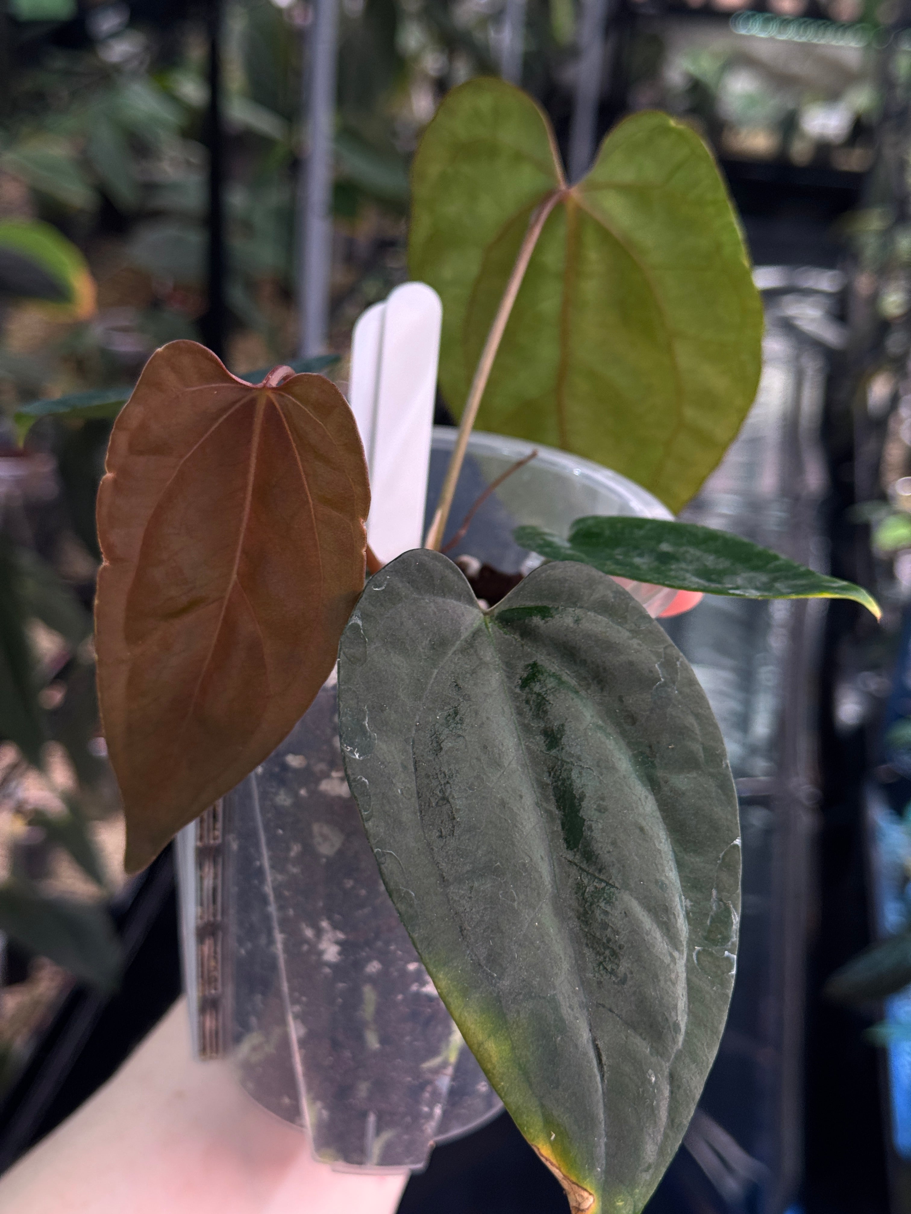 Anthurium Ace of Spades Dark Form x Portillae ‘Dorito’