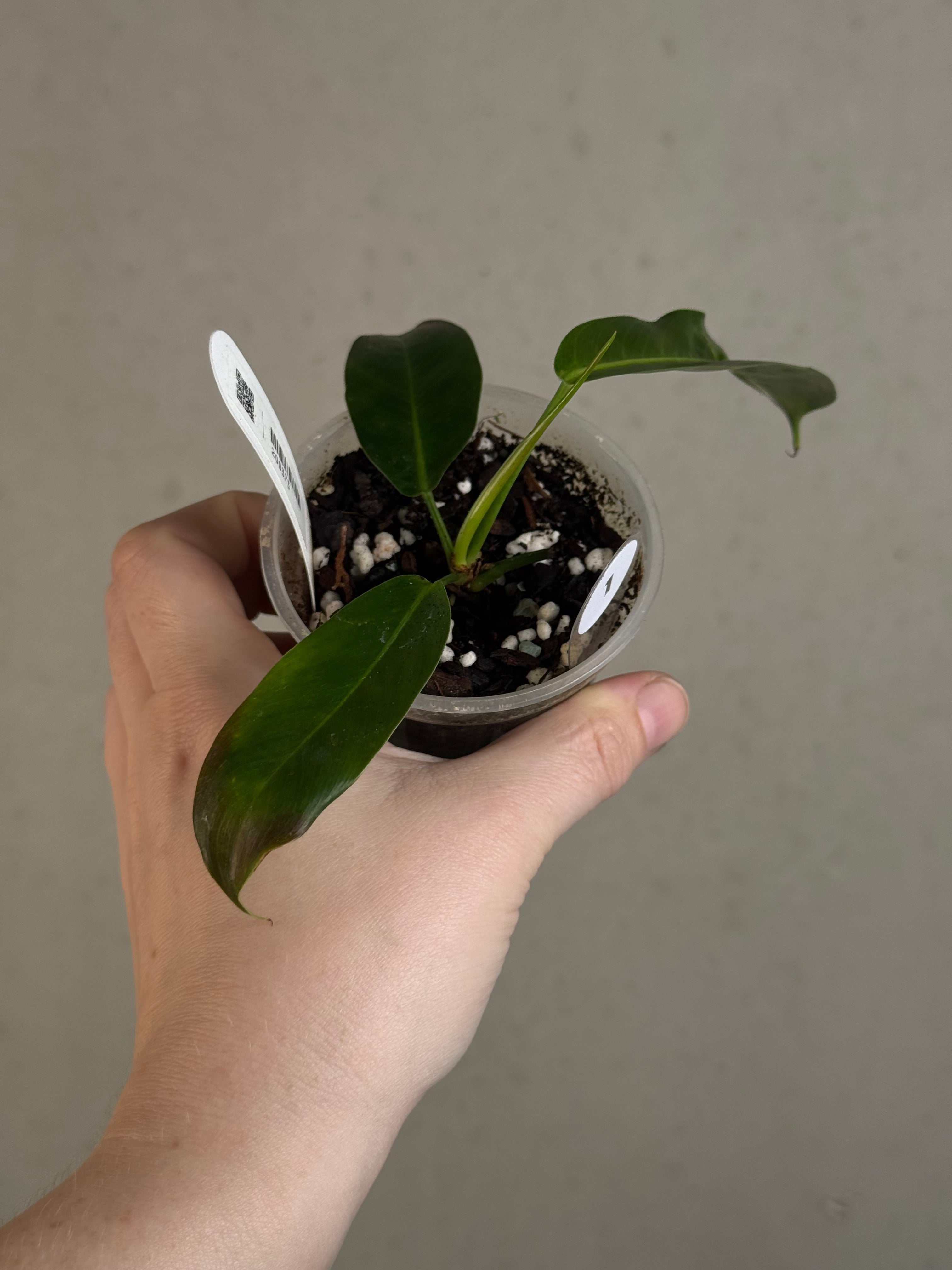 B-Grade/Sad Plants - Various Plants