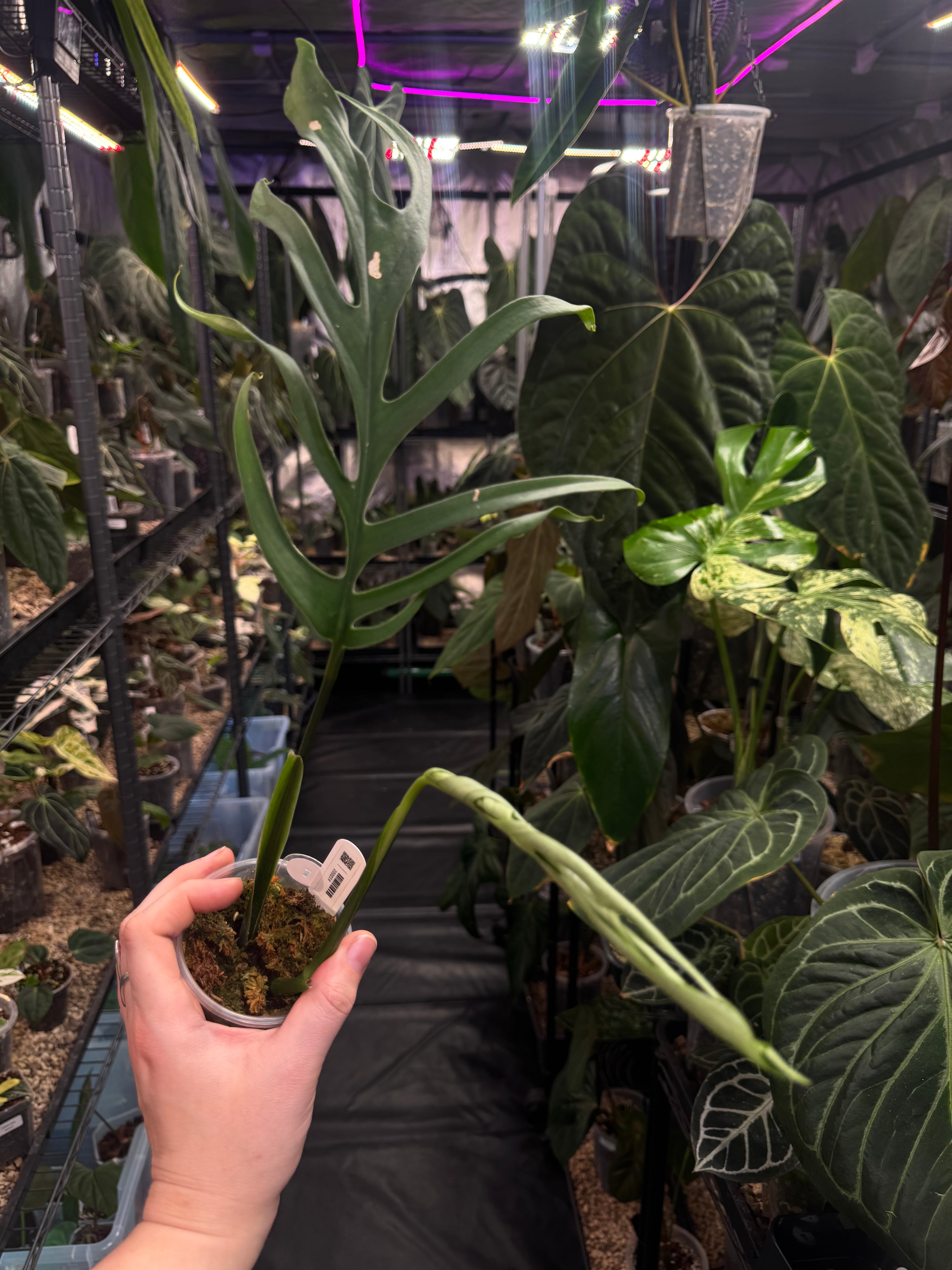 Monstera Croatii