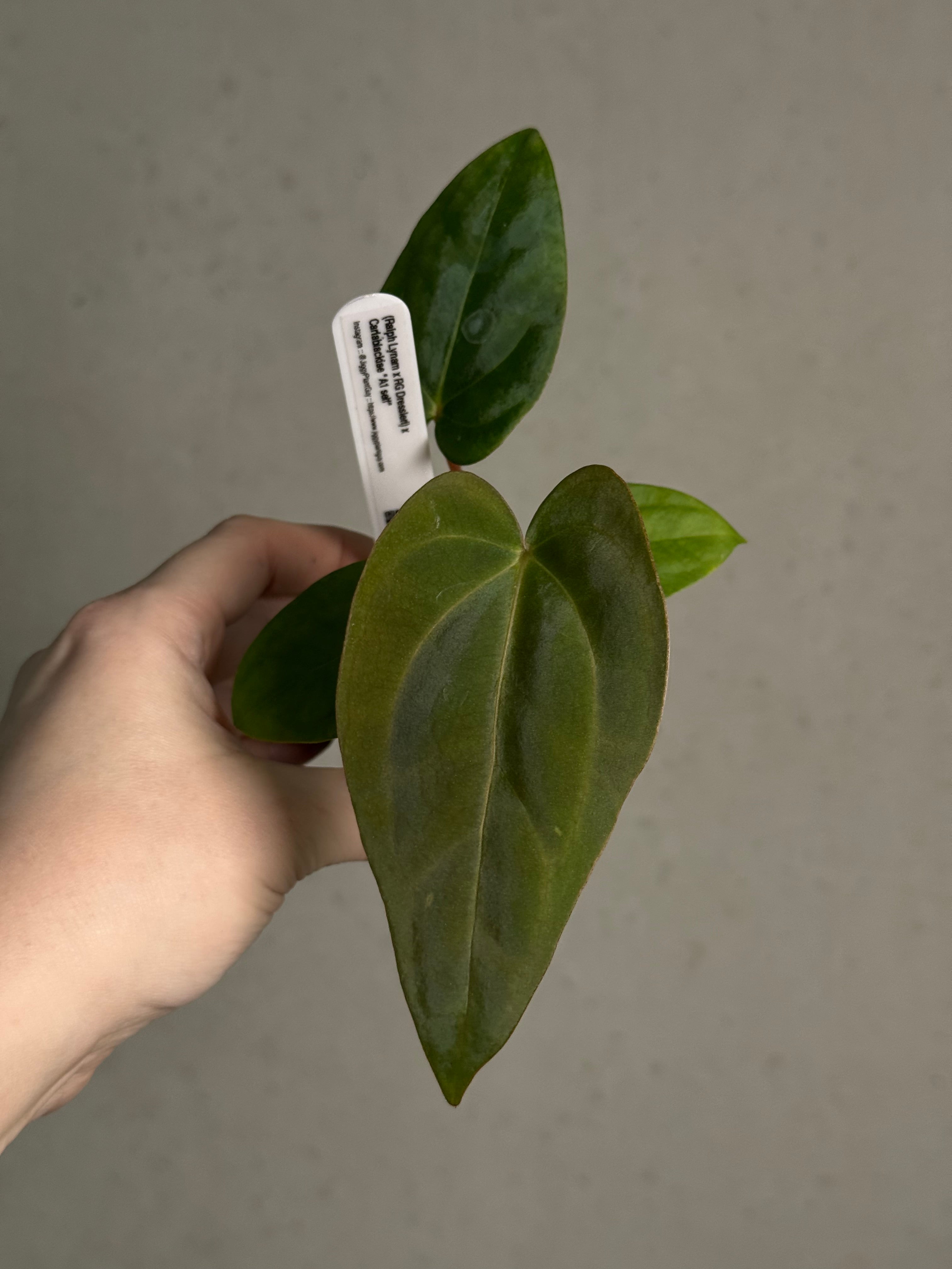 Anthurium (Ralph Lynam x Dressleri RG) x (Carlablackiae A1 x self)