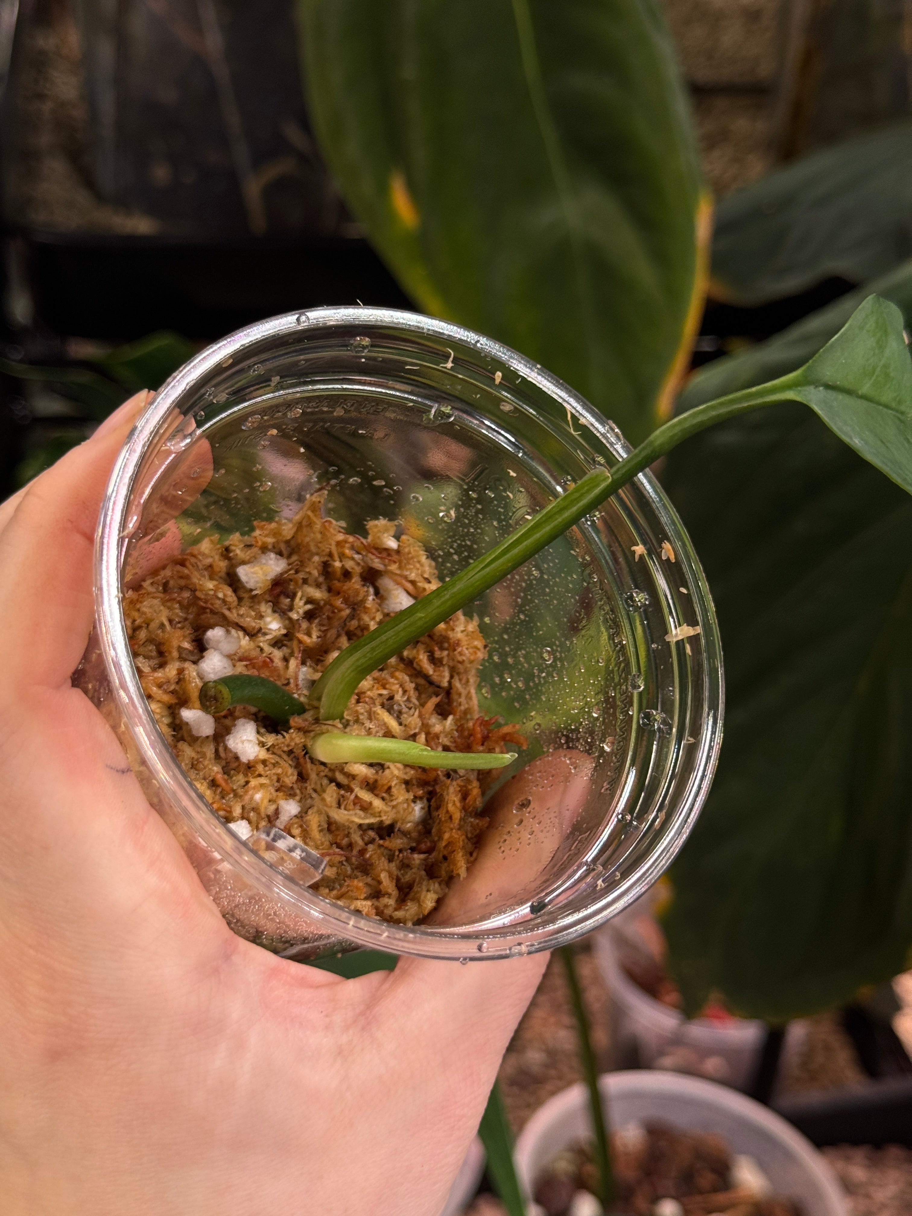 Monstera Croatii - SMUKHI