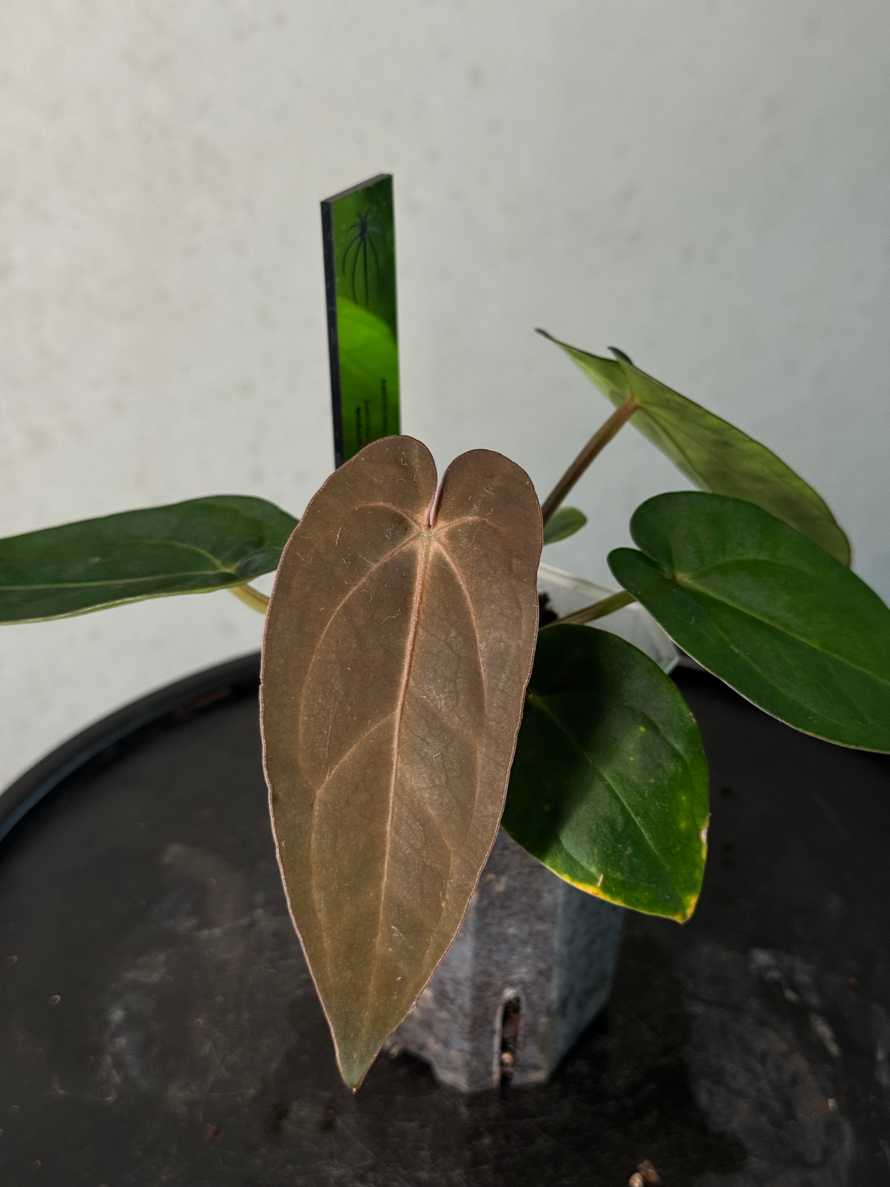 Anthurium Dressleri RG F2 ‘Dark Clone’ x Carlablackiae GPH-001