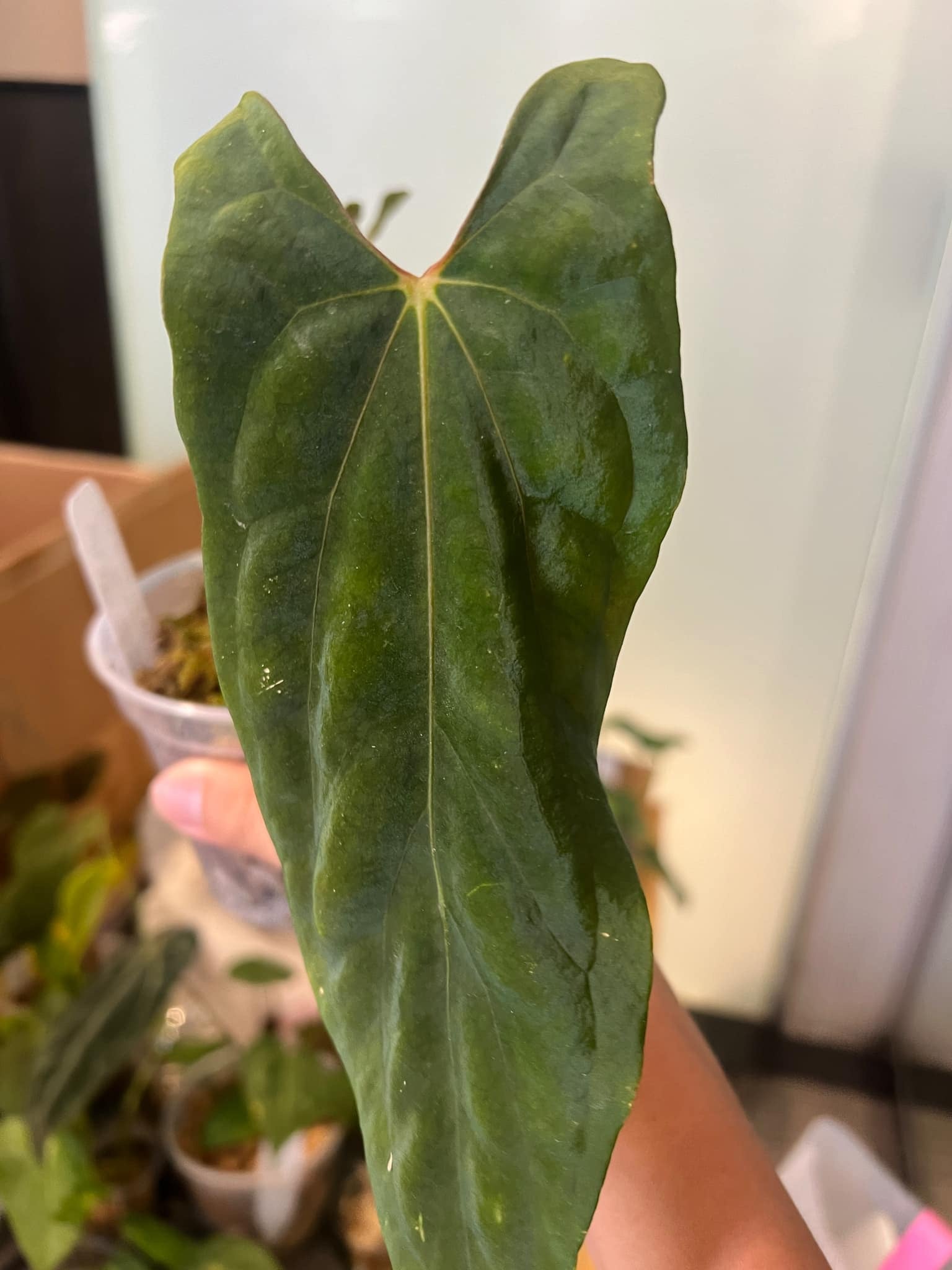 Anthurium Ralph Lynam x self - Clone(s)