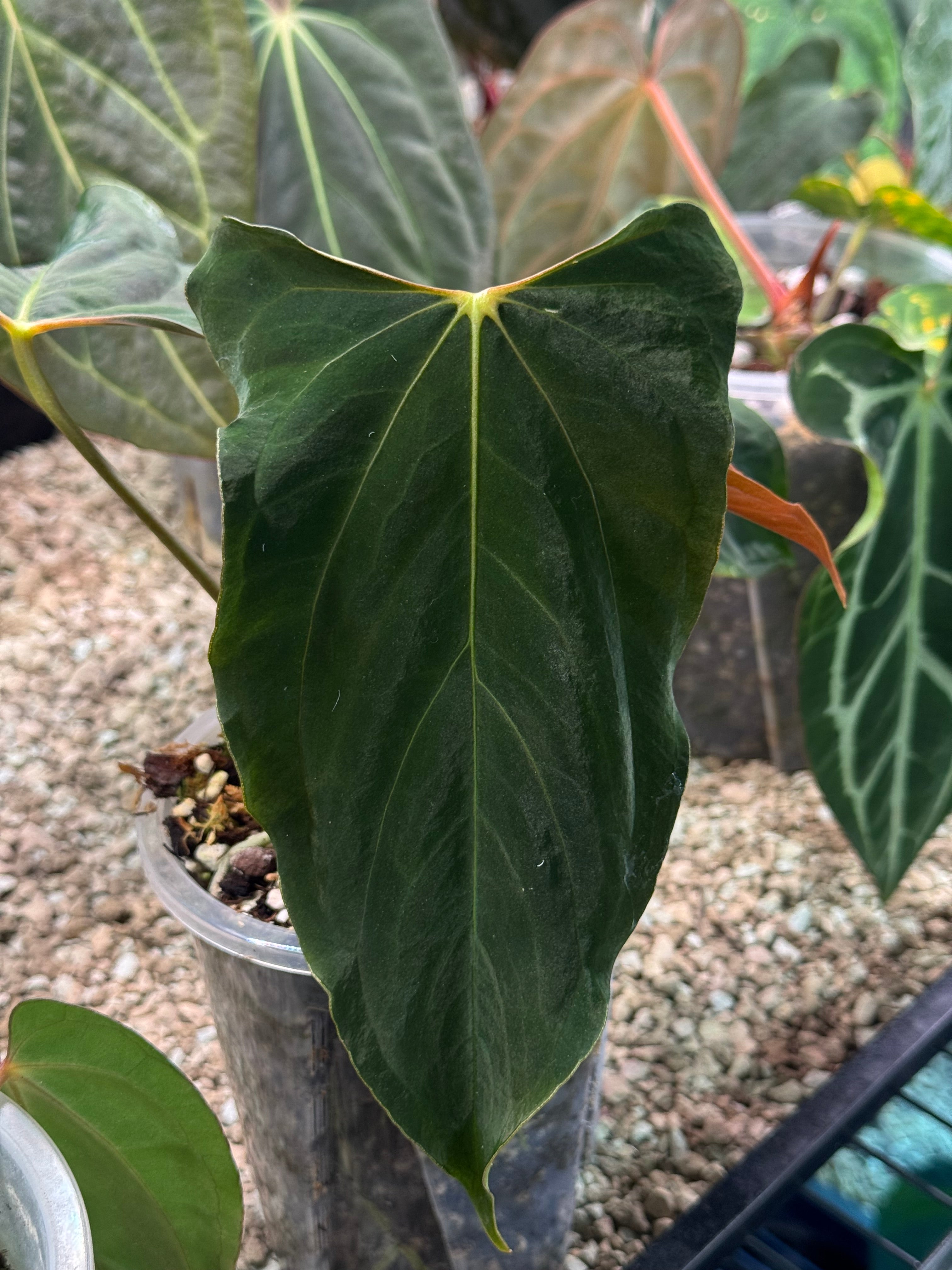 Anthurium Ralph Lynam x self (Wide sinus) - Clone - Pre-order