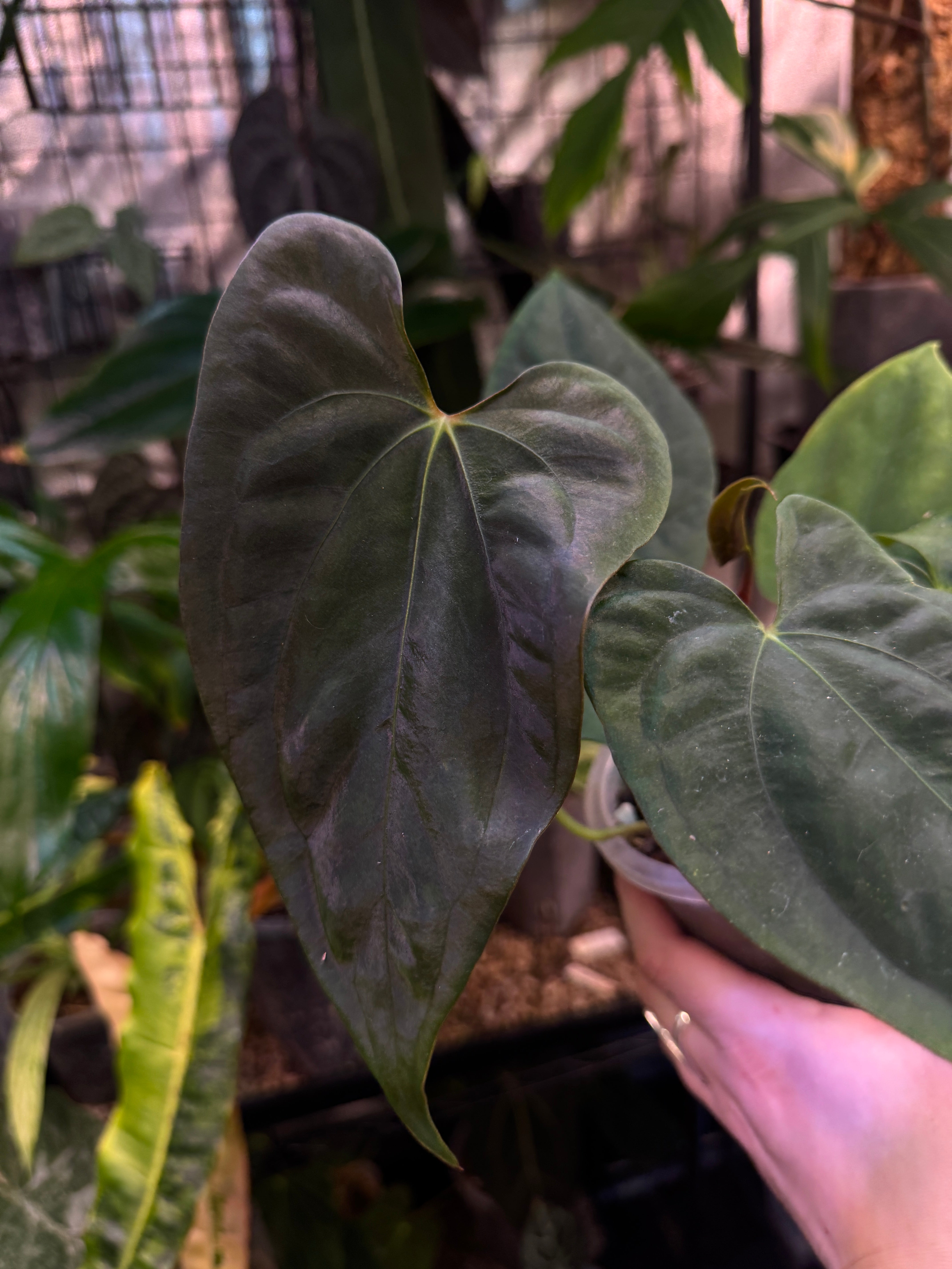 Anthurium FSxRL ‘Grim Reaper’ x Papillilaminum RA6