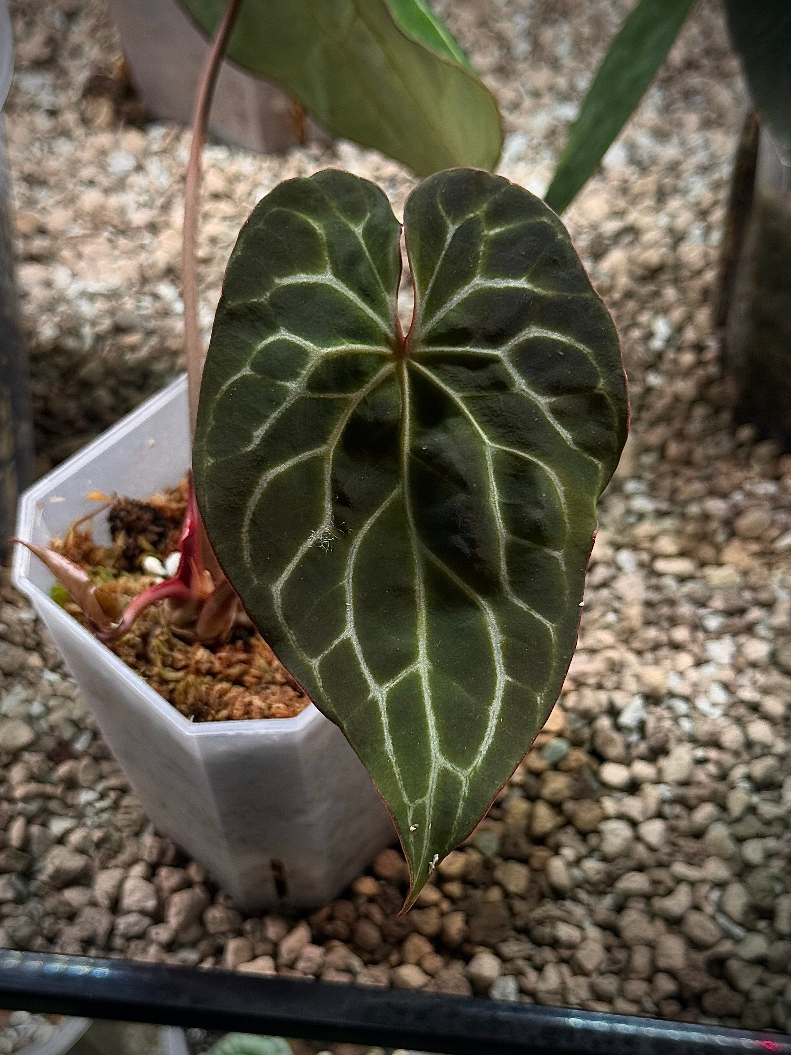 NFS: Anthurium Crystallinum 'Chocolate'