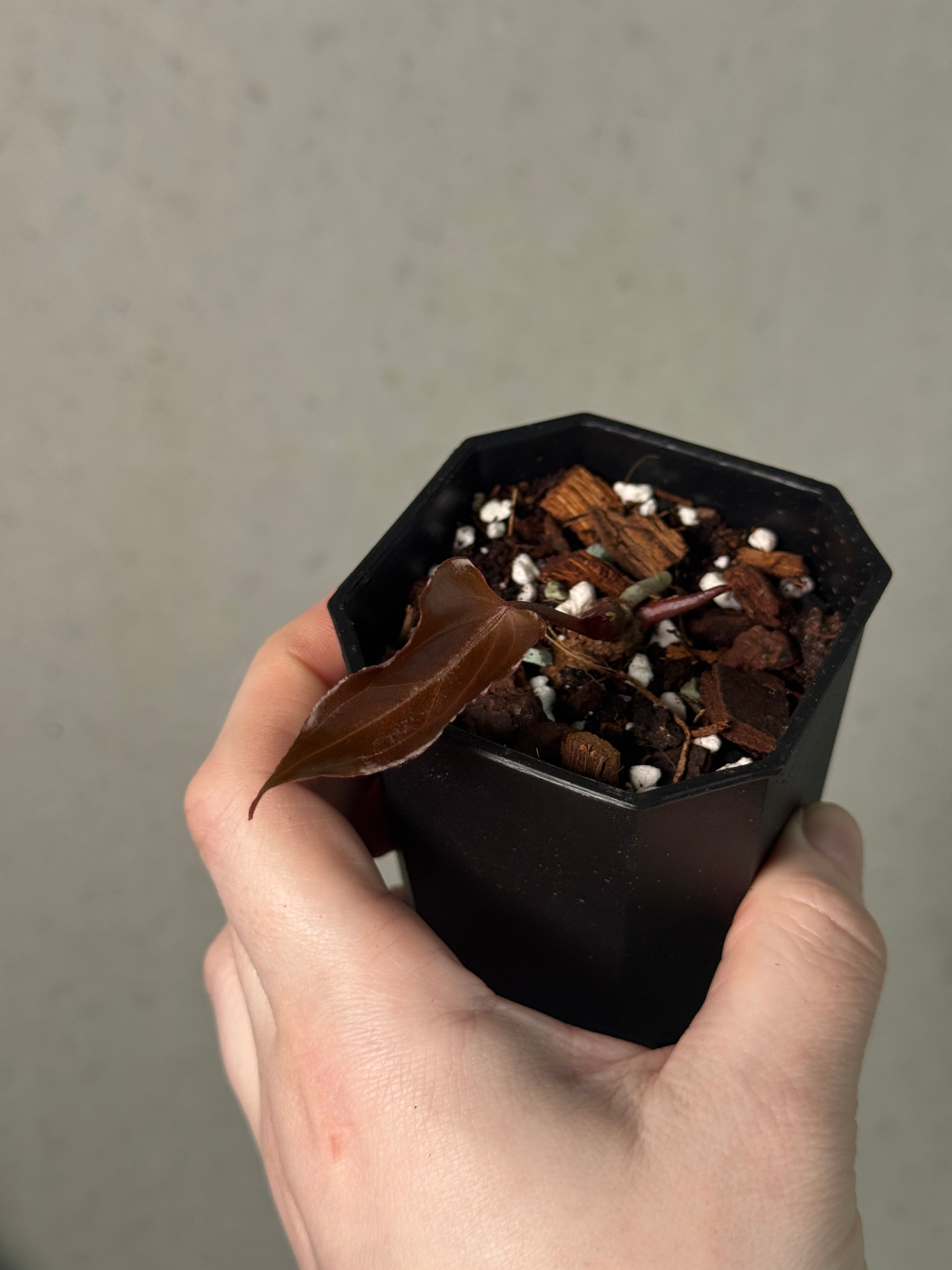 Anthurium HU 'Butterfly' - Clone