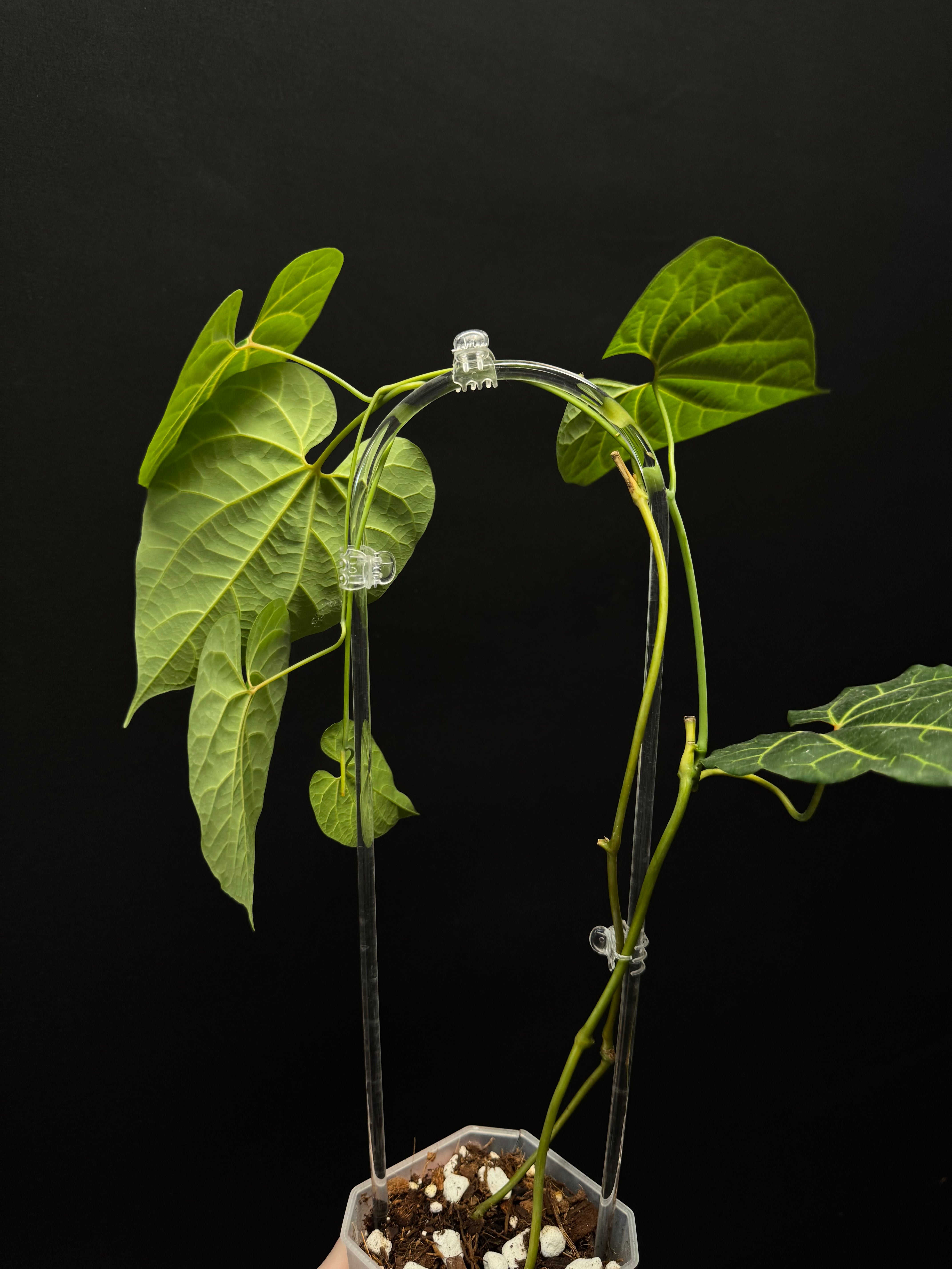 Aristolochia Leuconeura