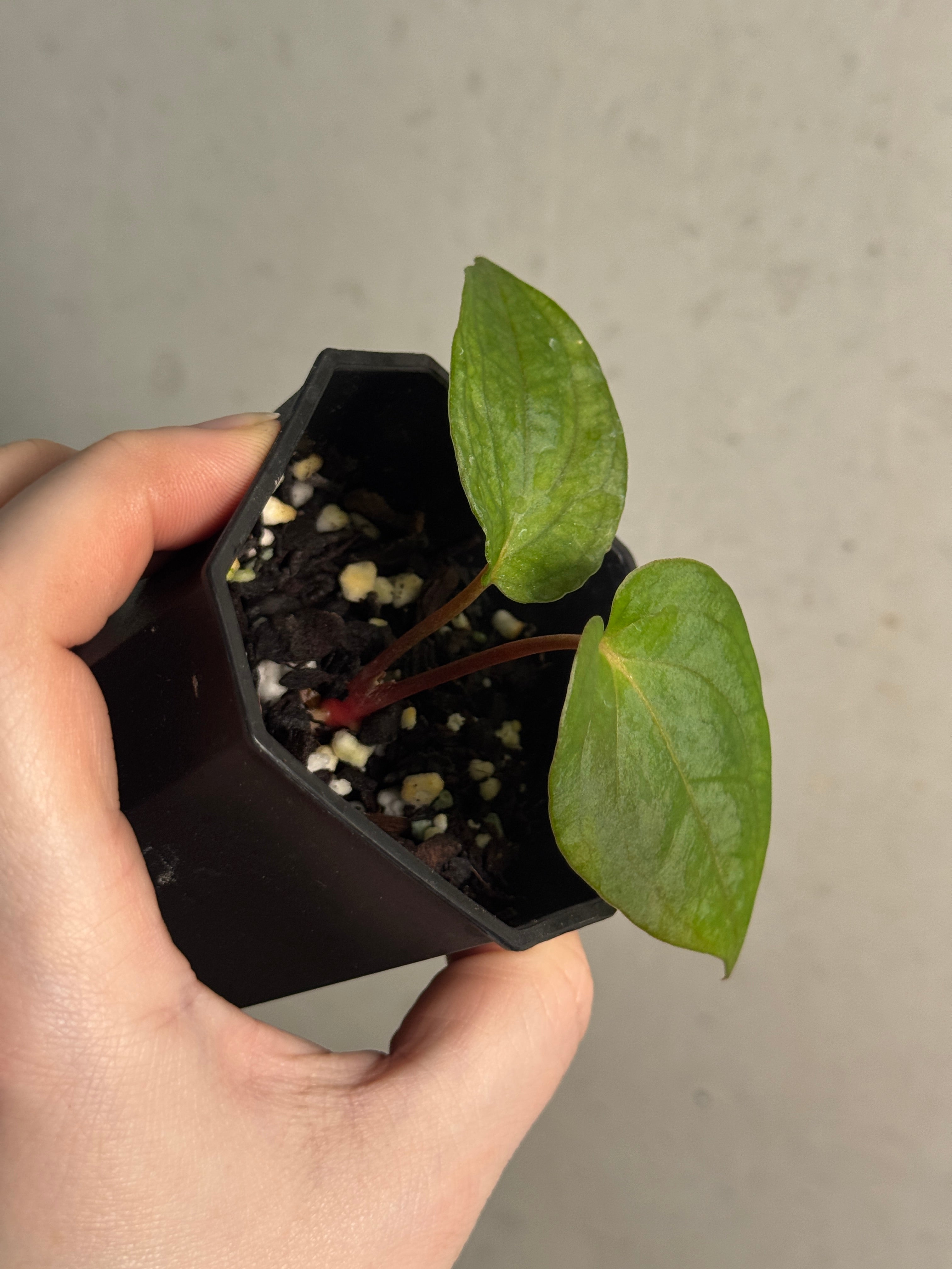 Anthurium Papillilaminum 'Lago Gatun' F1 - Clone - SMUKHI